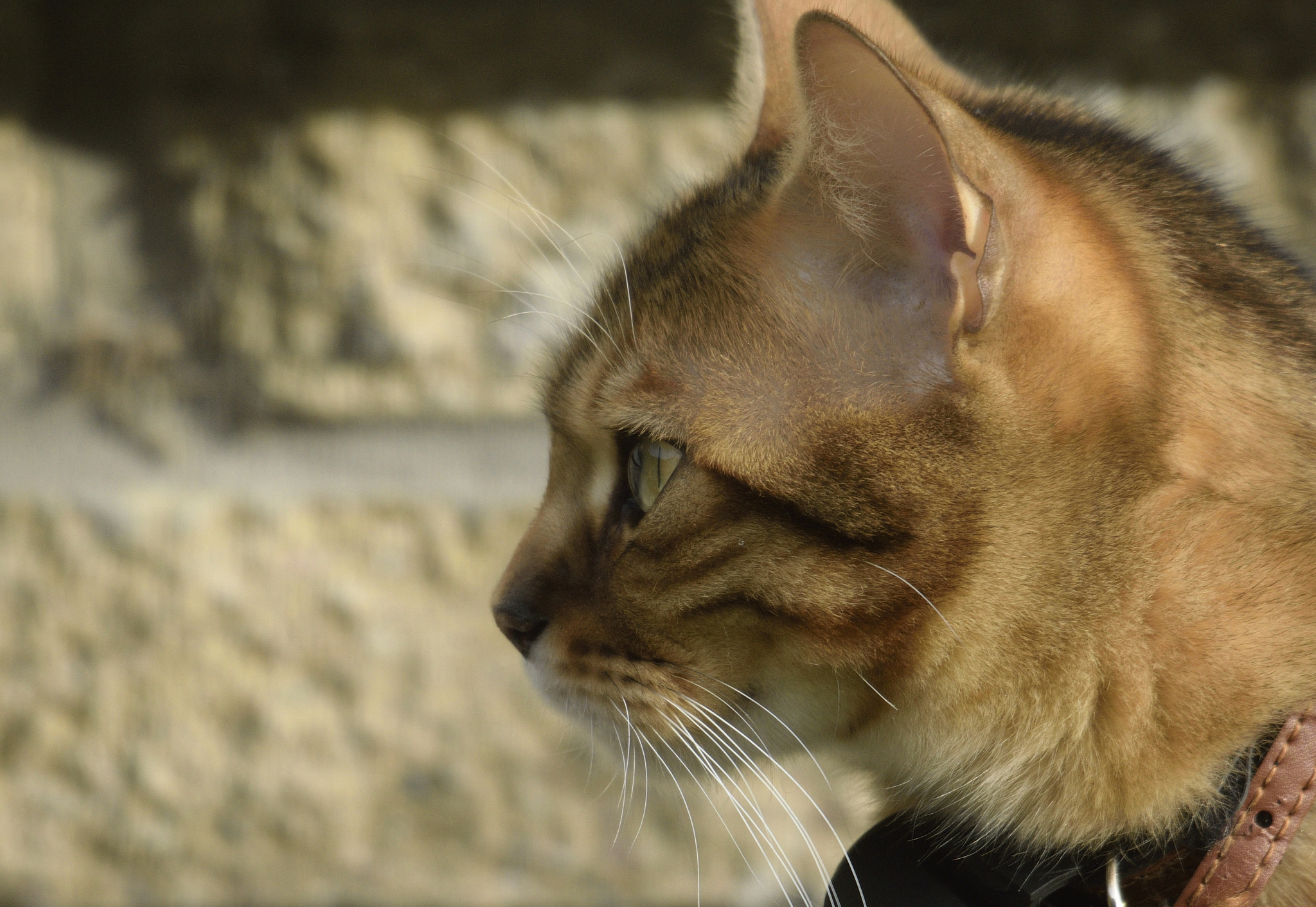 Sigma 150-600mm F5-6.3 DG OS HSM | C sample photo. Jasper photography