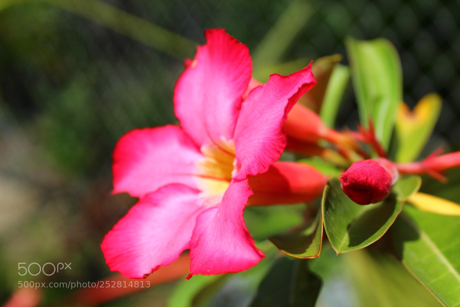 Canon EOS 1300D (EOS Rebel T6 / EOS Kiss X80) sample photo. Flower photography
