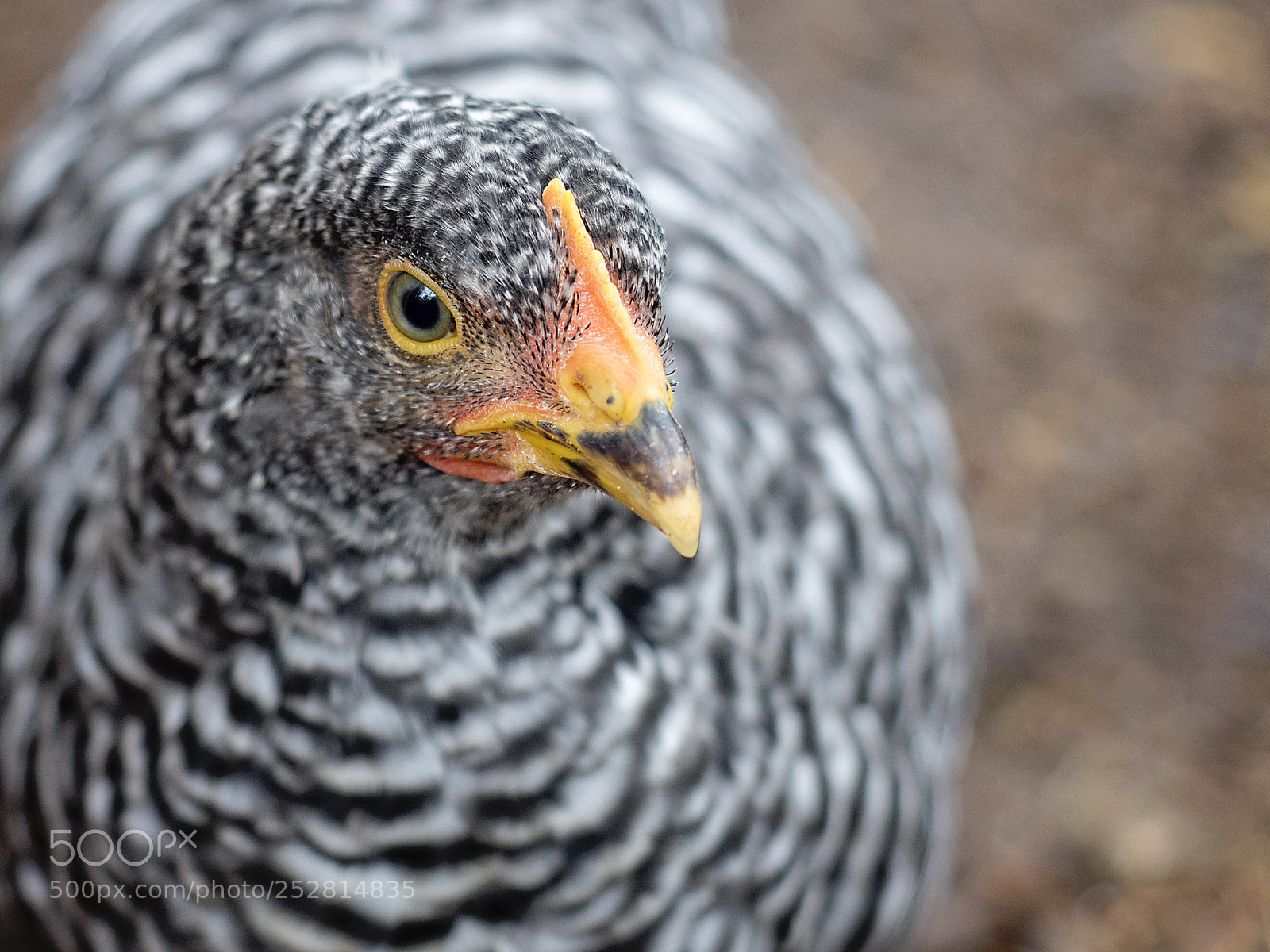 Olympus OM-D E-M5 II sample photo. Hen photography