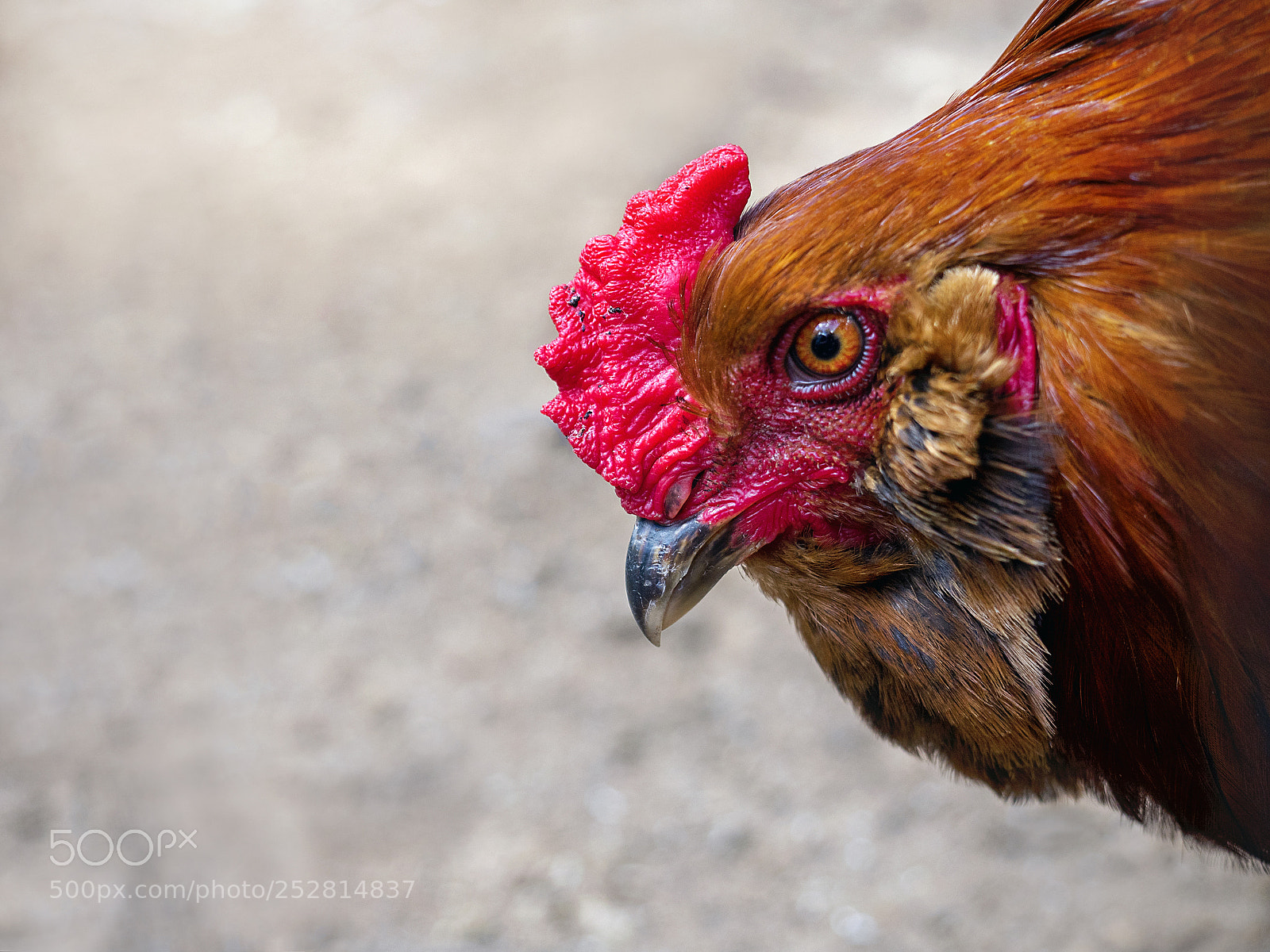 Olympus OM-D E-M5 II sample photo. Rooster photography