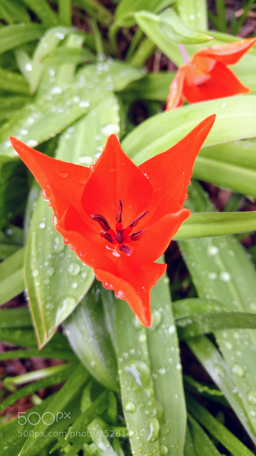 LG G4 sample photo. After a shower photography