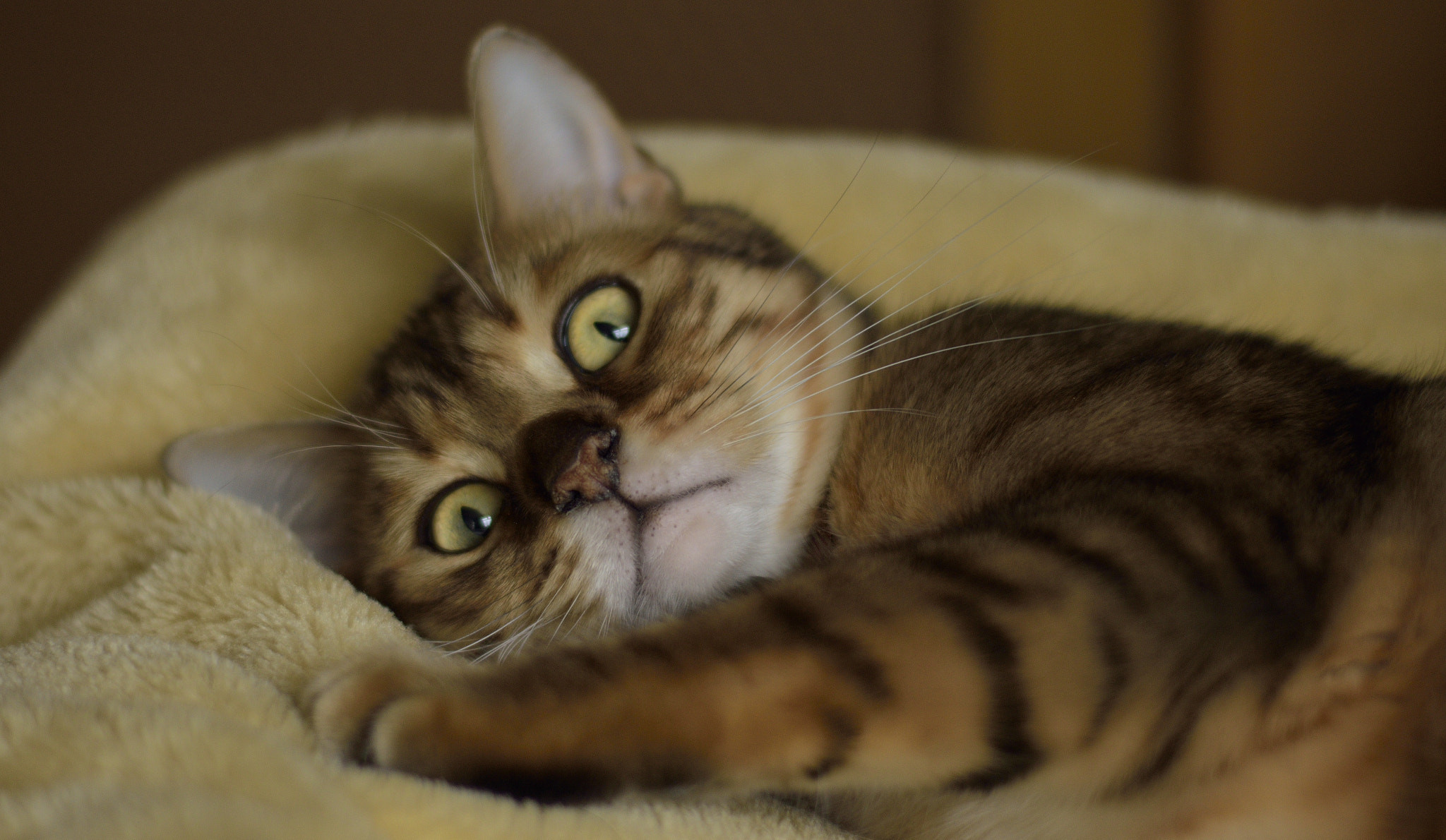 Nikon AF-S Nikkor 50mm F1.8G sample photo. Jasper photography
