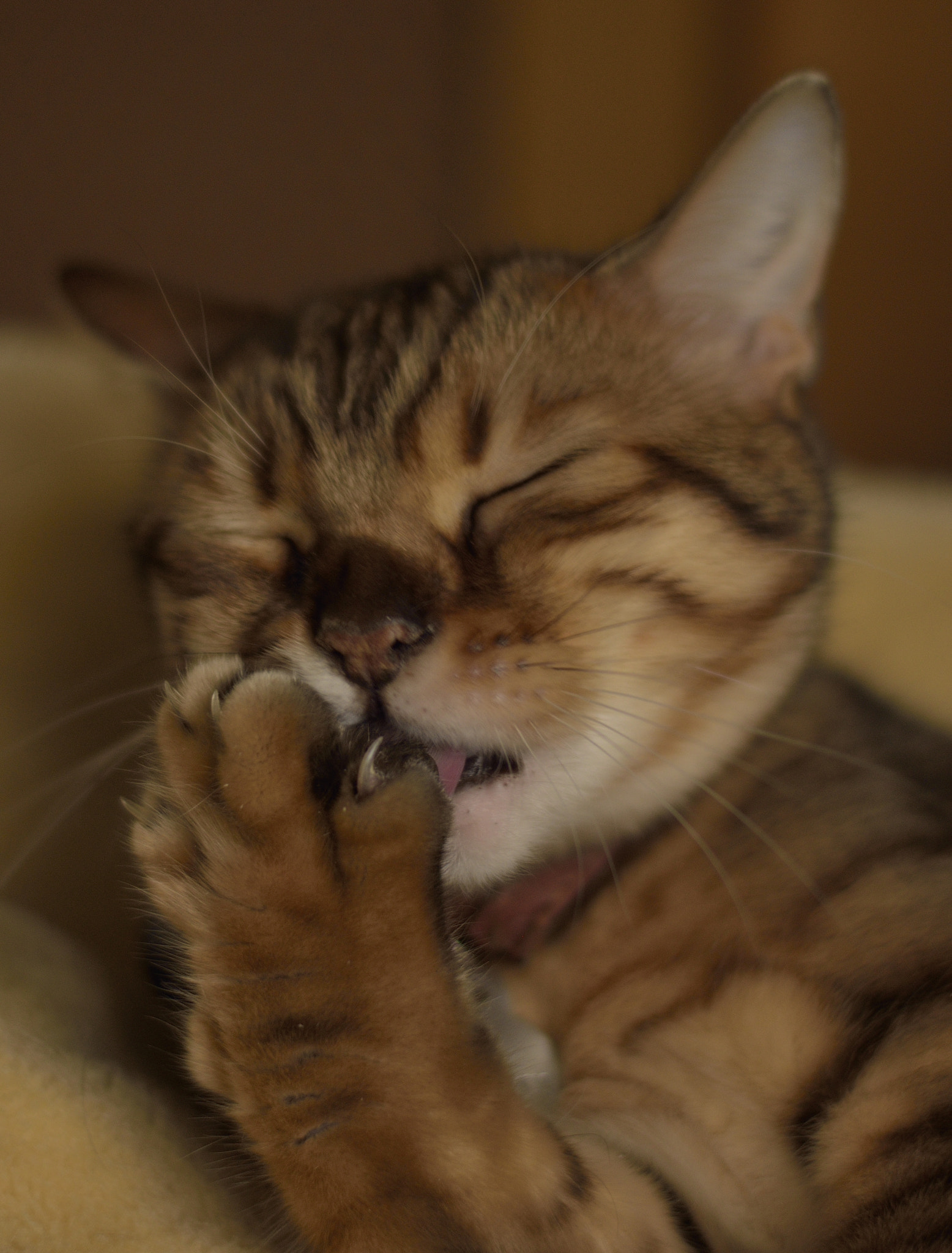 Nikon AF-S Nikkor 50mm F1.8G sample photo. Jasper cleaning claw photography