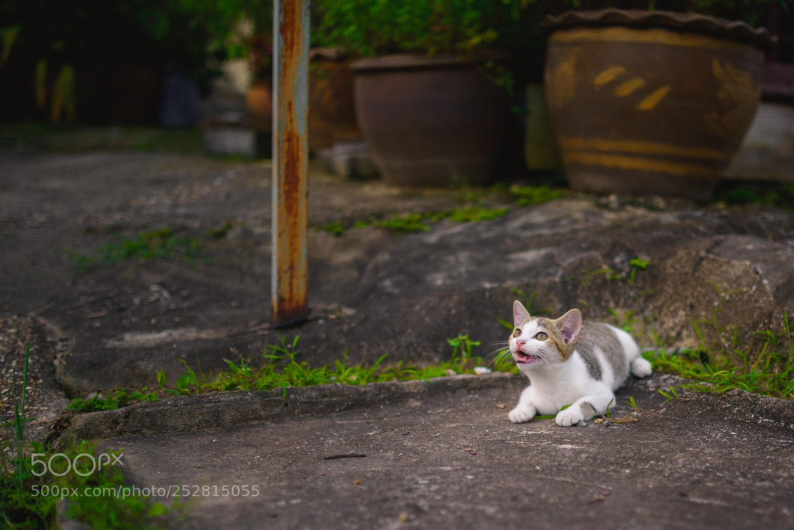 Nikon D800 sample photo. Chiang mai - stray photography