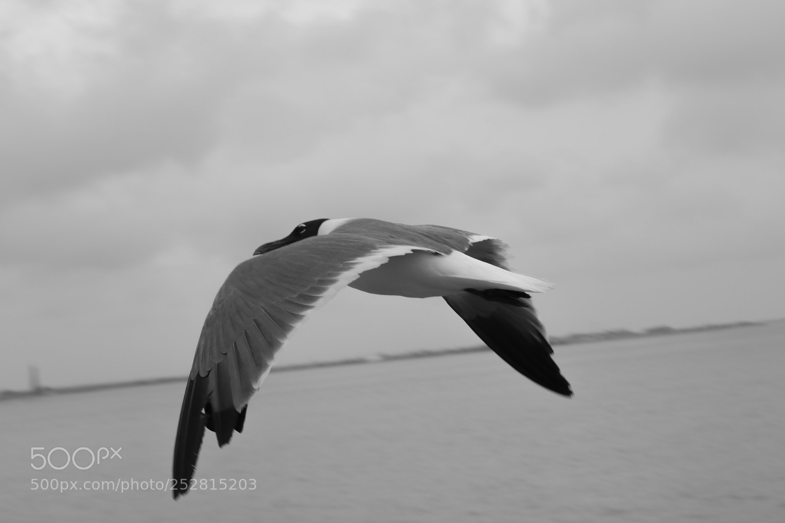 Canon EOS 760D (EOS Rebel T6s / EOS 8000D) sample photo. Ferry friend photography