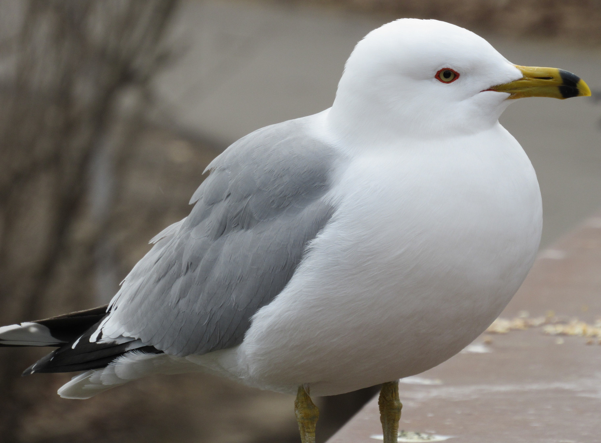 Canon PowerShot SX520 HS sample photo. Porcelain seagull photography