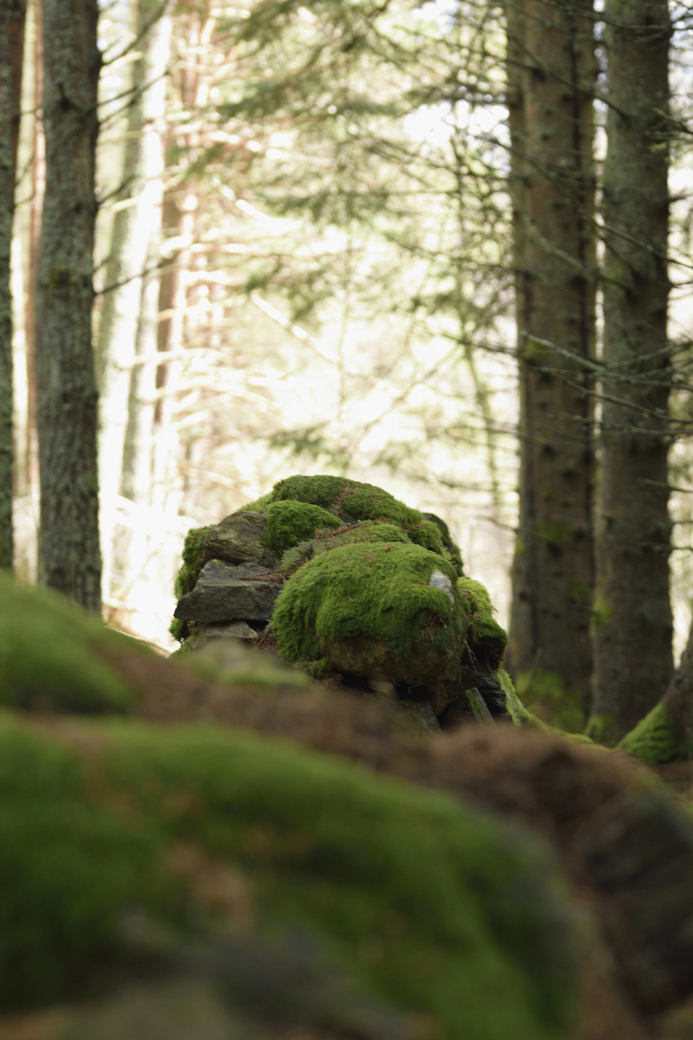 Sigma 105mm F2.8 EX DG OS HSM sample photo. Forest wall photography