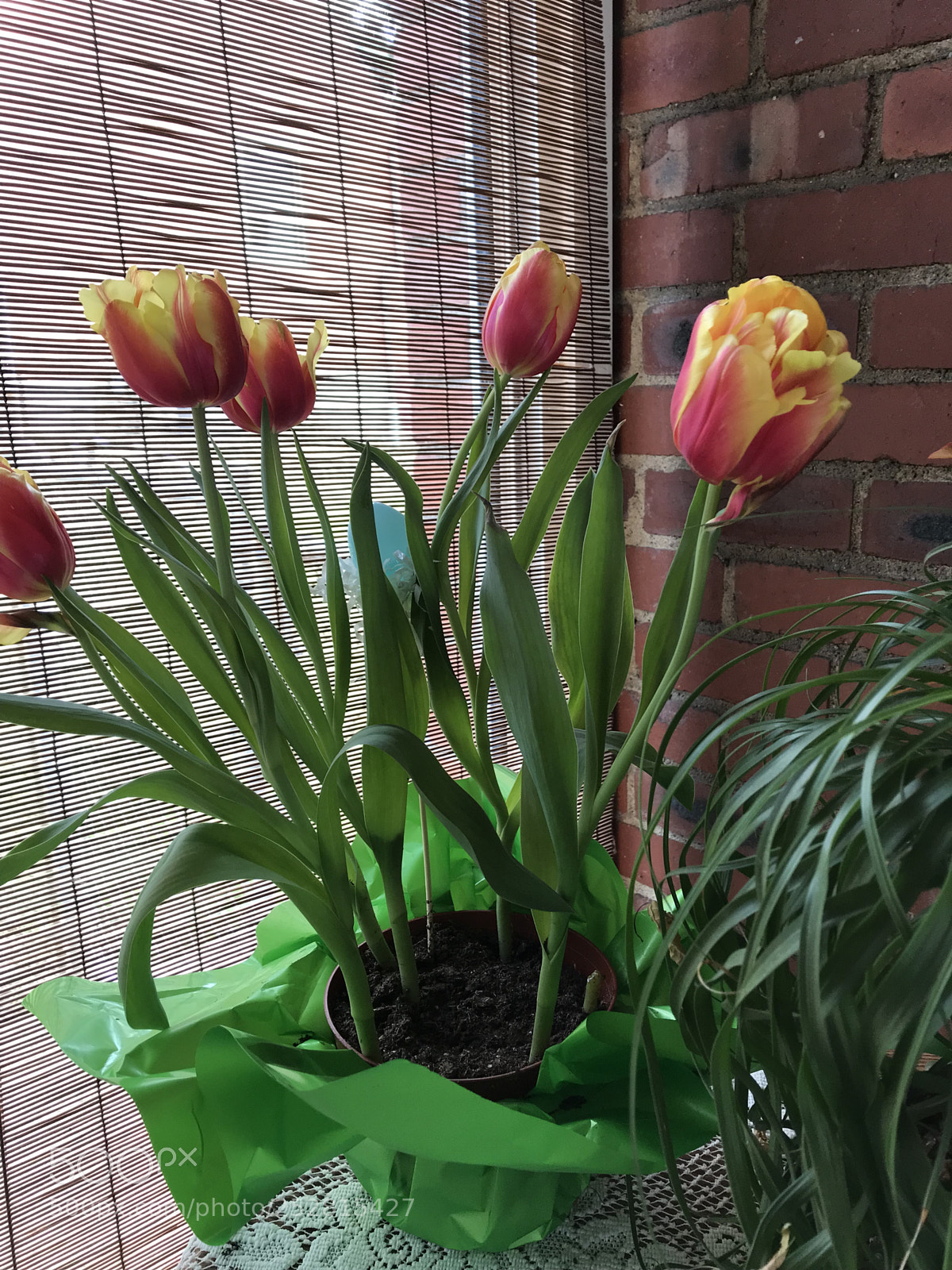 Apple iPhone 7 sample photo. Easter gift photography