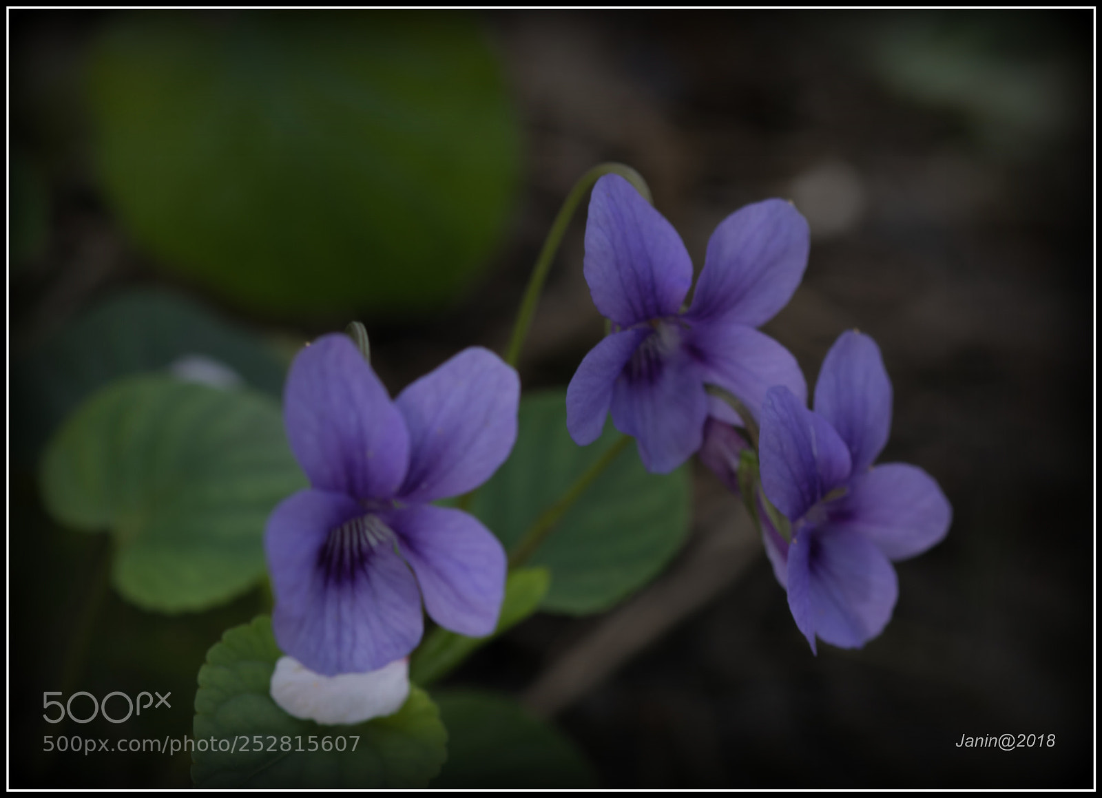 Canon EOS 77D (EOS 9000D / EOS 770D) sample photo. Violets photography