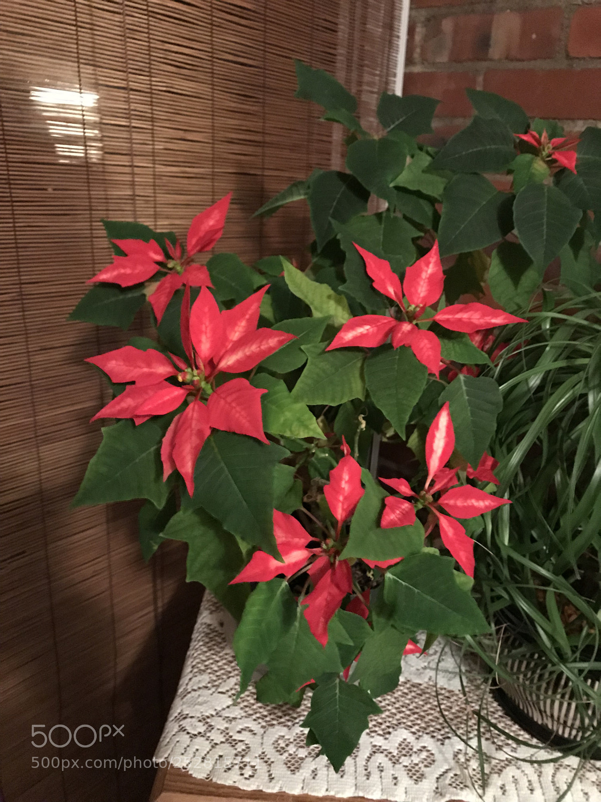 Apple iPhone 7 sample photo. Christmas in march photography