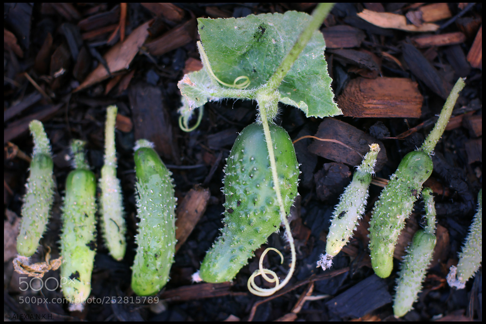 Canon EOS 5D Mark II sample photo. Tiny tiny  cucumber photography
