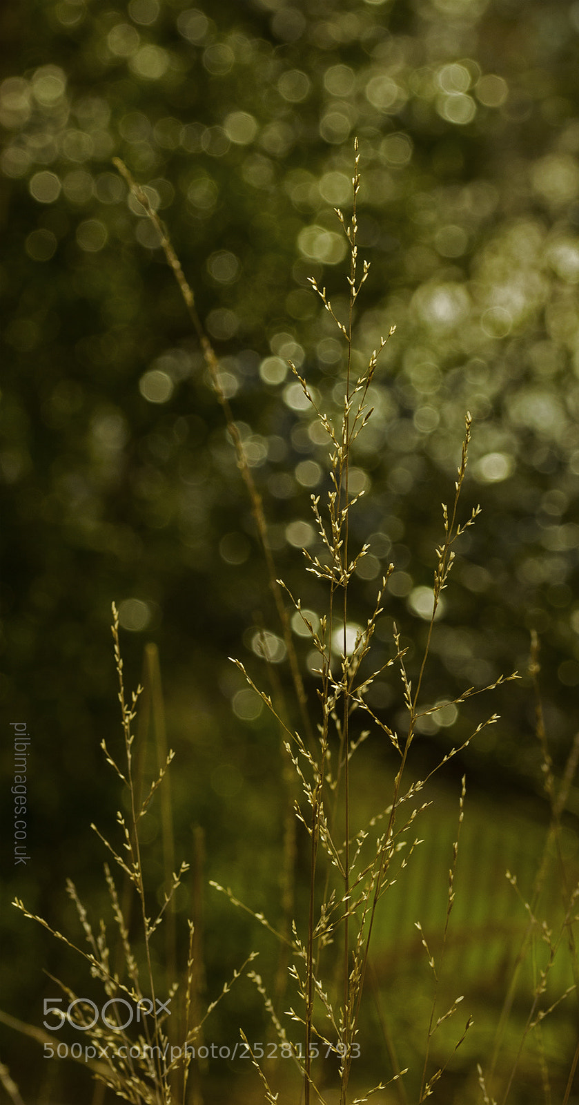 Nikon D3200 sample photo. Sparkling forest photography
