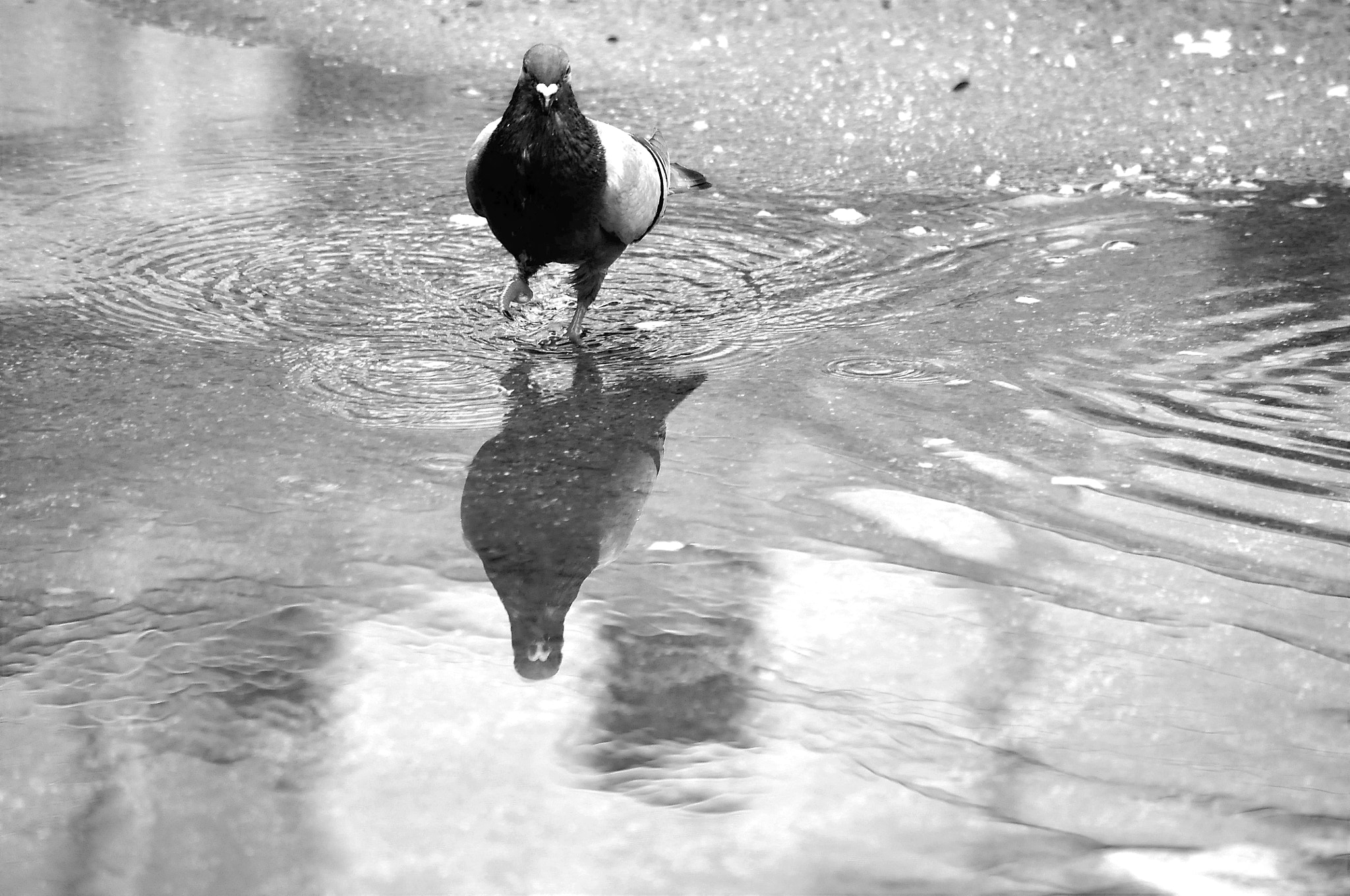 Nikon D90 sample photo. Chuva de primavera photography