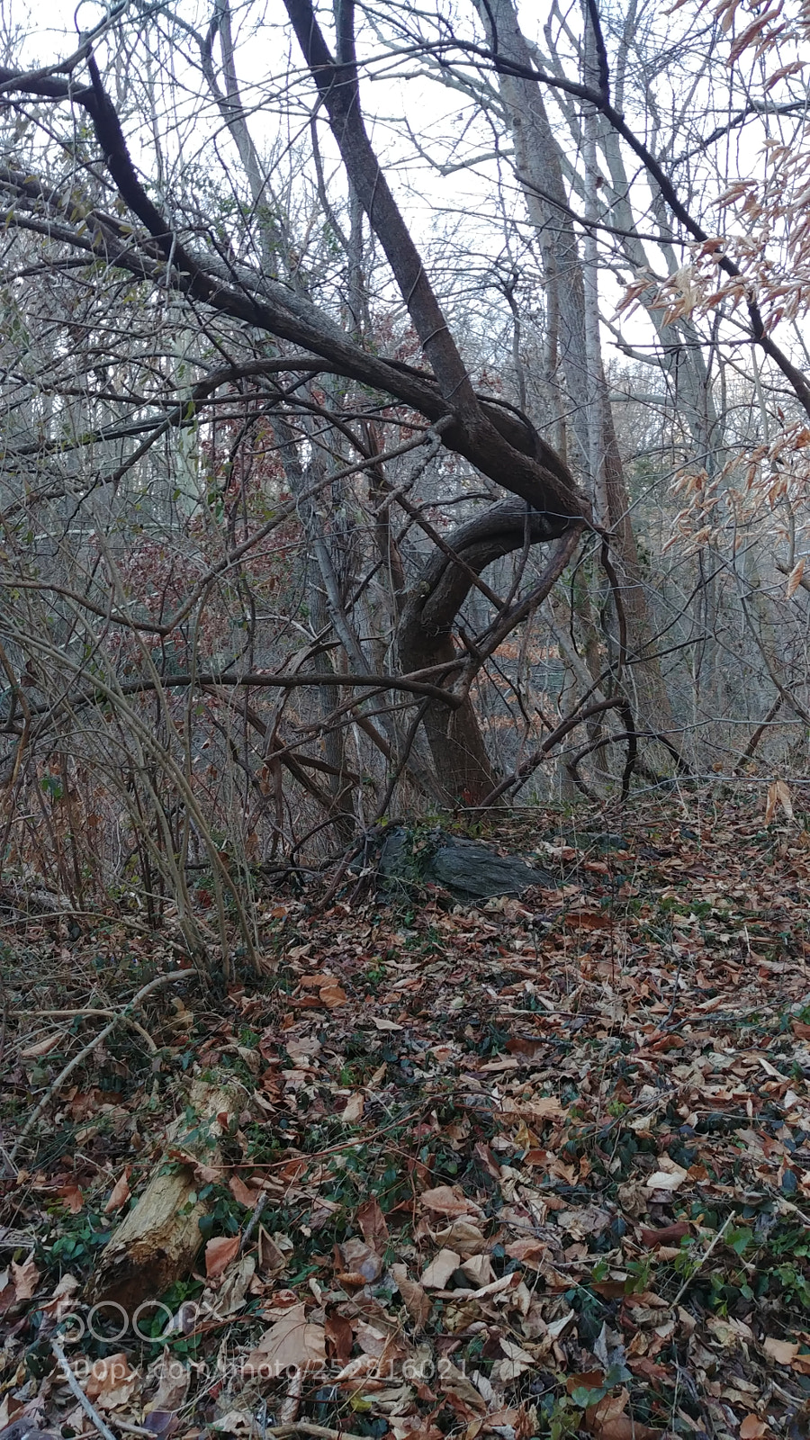LG G6 sample photo. The creepy tree photography