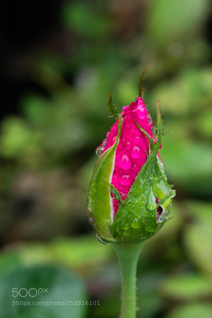 Nikon D3400 sample photo. Lonely bulb in the photography