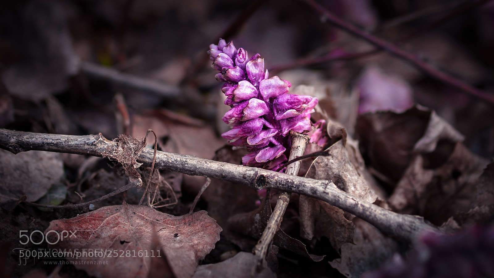 Nikon D50 sample photo. Spring time photography