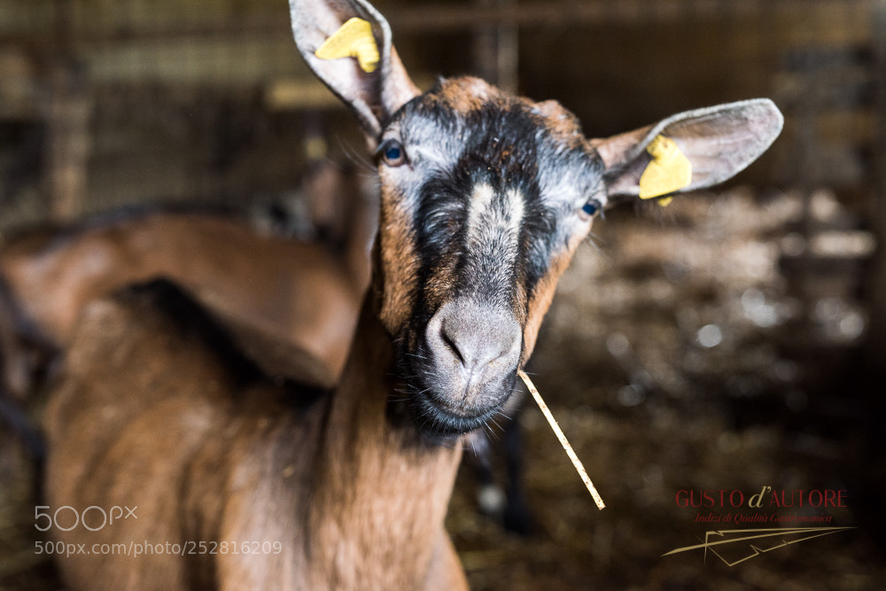 Nikon D810 sample photo. Cilento da scoprire photography