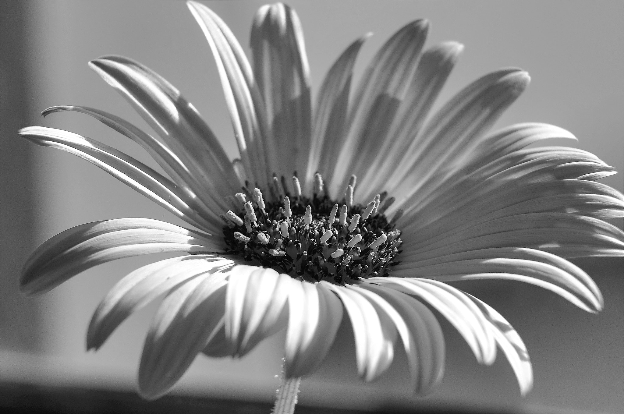 Nikon D90 sample photo. Renascer photography