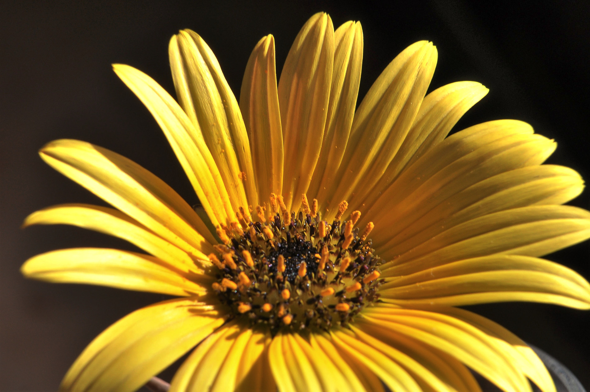 Nikon D90 sample photo. Renascer photography