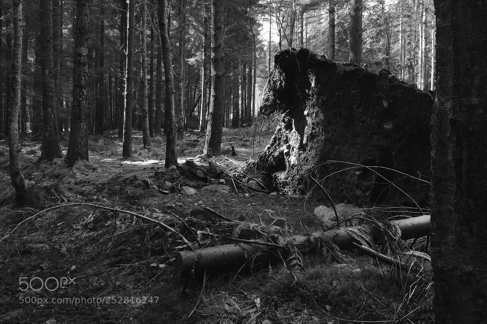 Nikon D3300 sample photo. Fallen tree photography