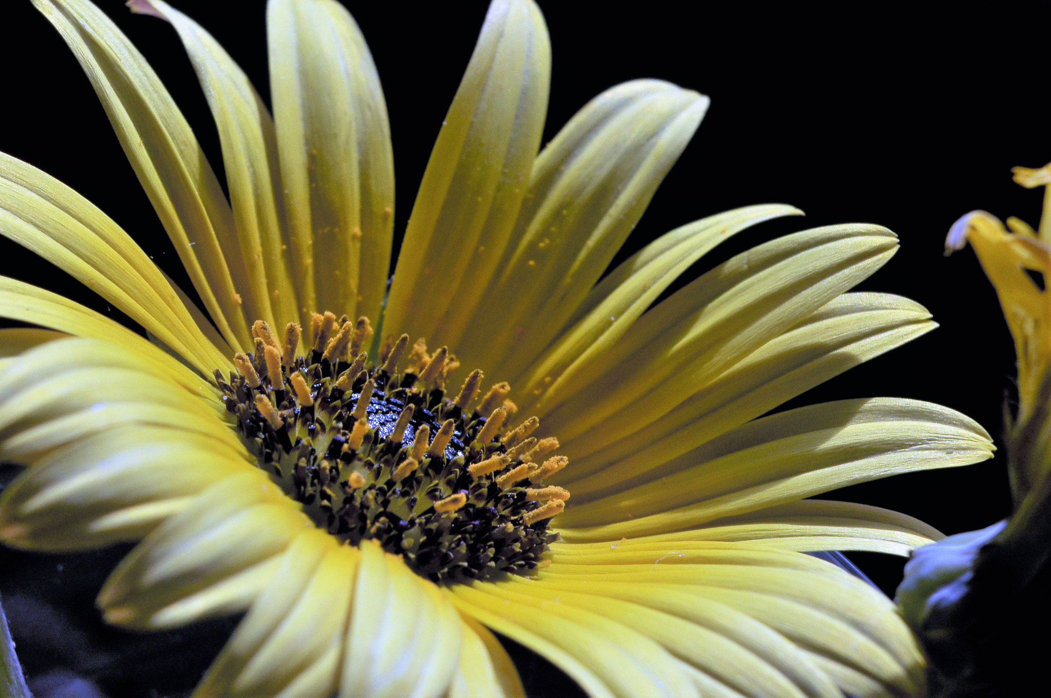 Nikon D90 sample photo. Renascer photography