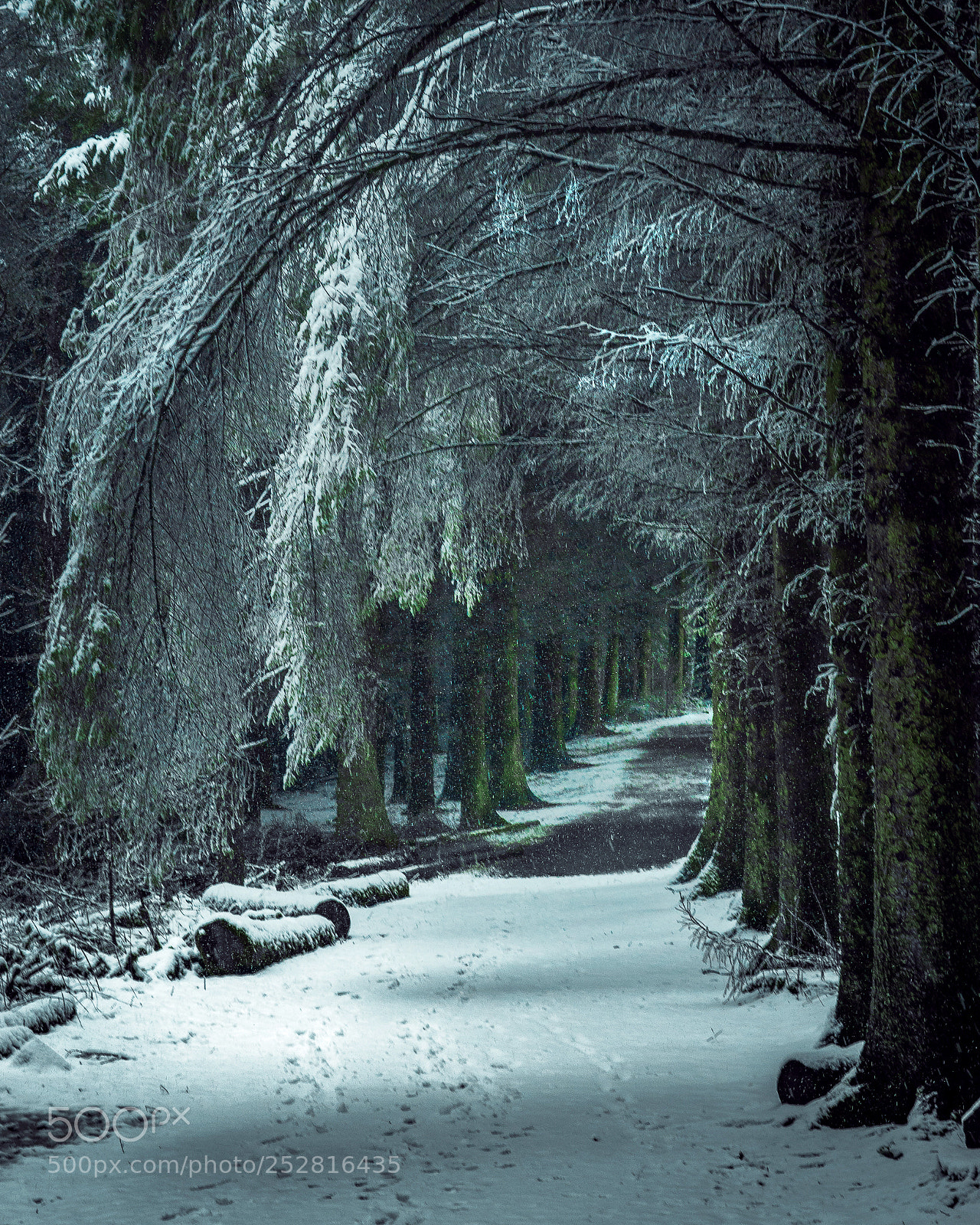Sony a6000 sample photo. Journey through the woods photography