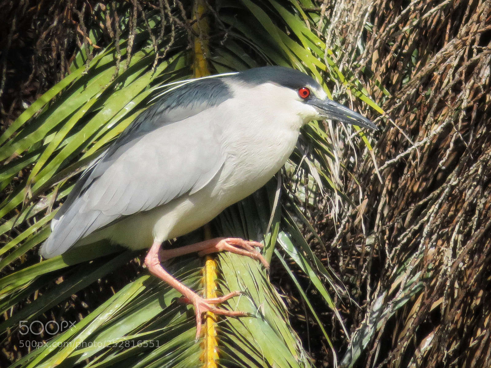 Canon PowerShot SX720 HS sample photo. Standing on palm frond photography