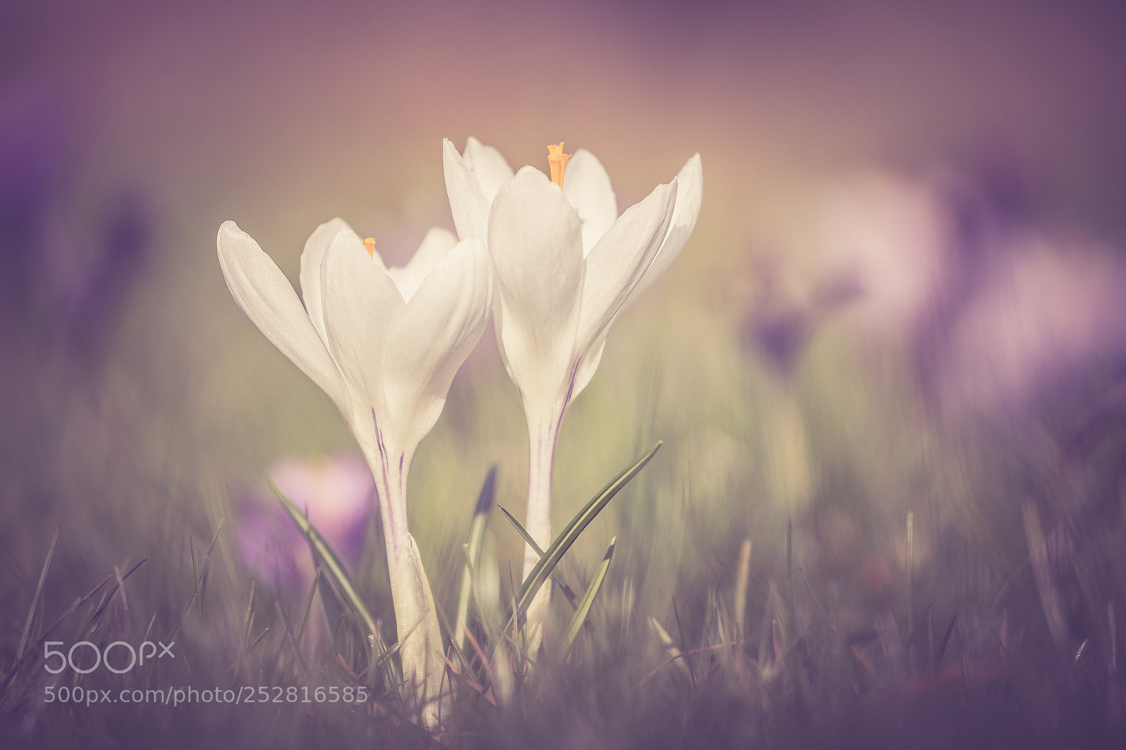 Sony a7 III sample photo. Crocus photography