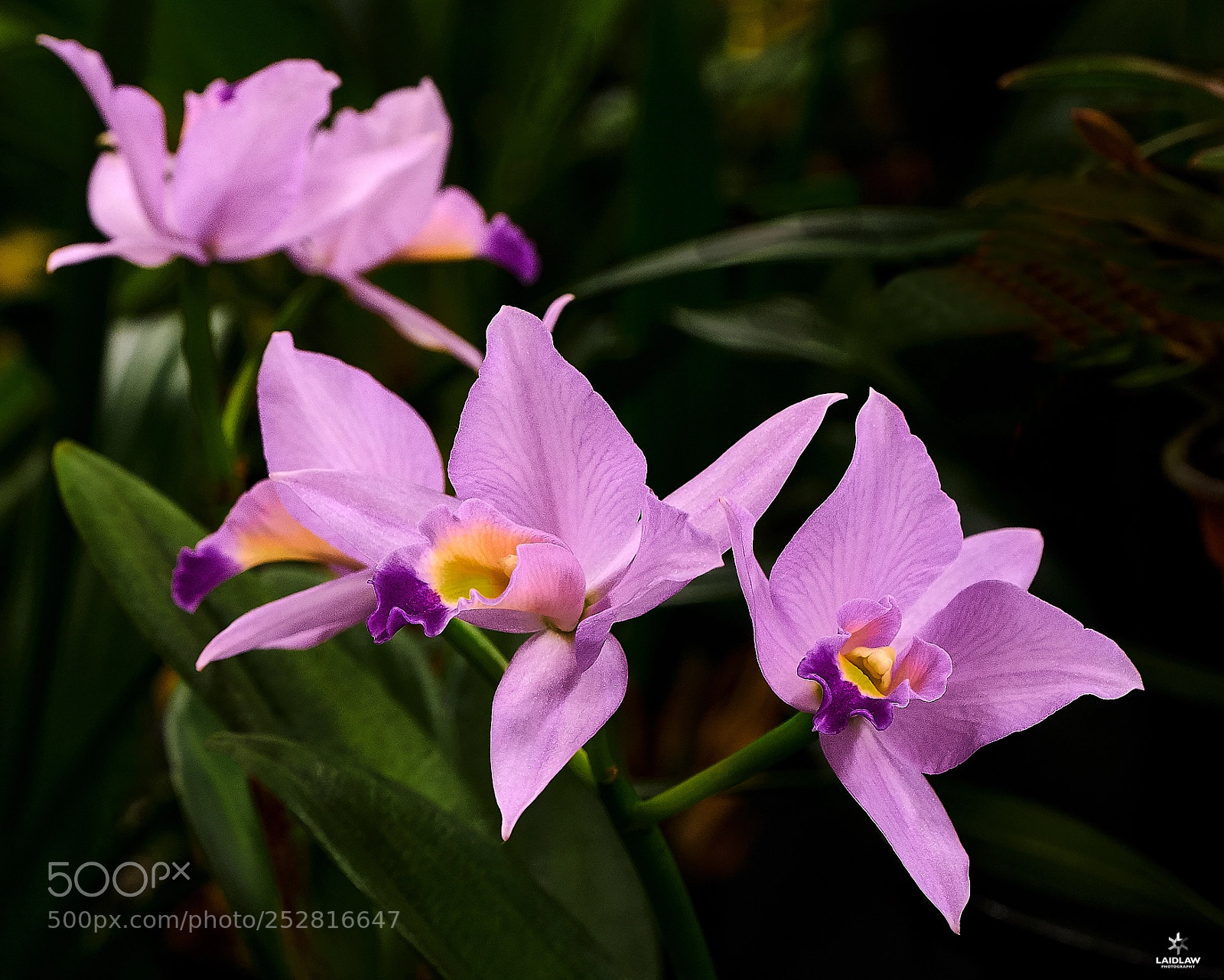 Fujifilm X-T2 sample photo. Orchids photography