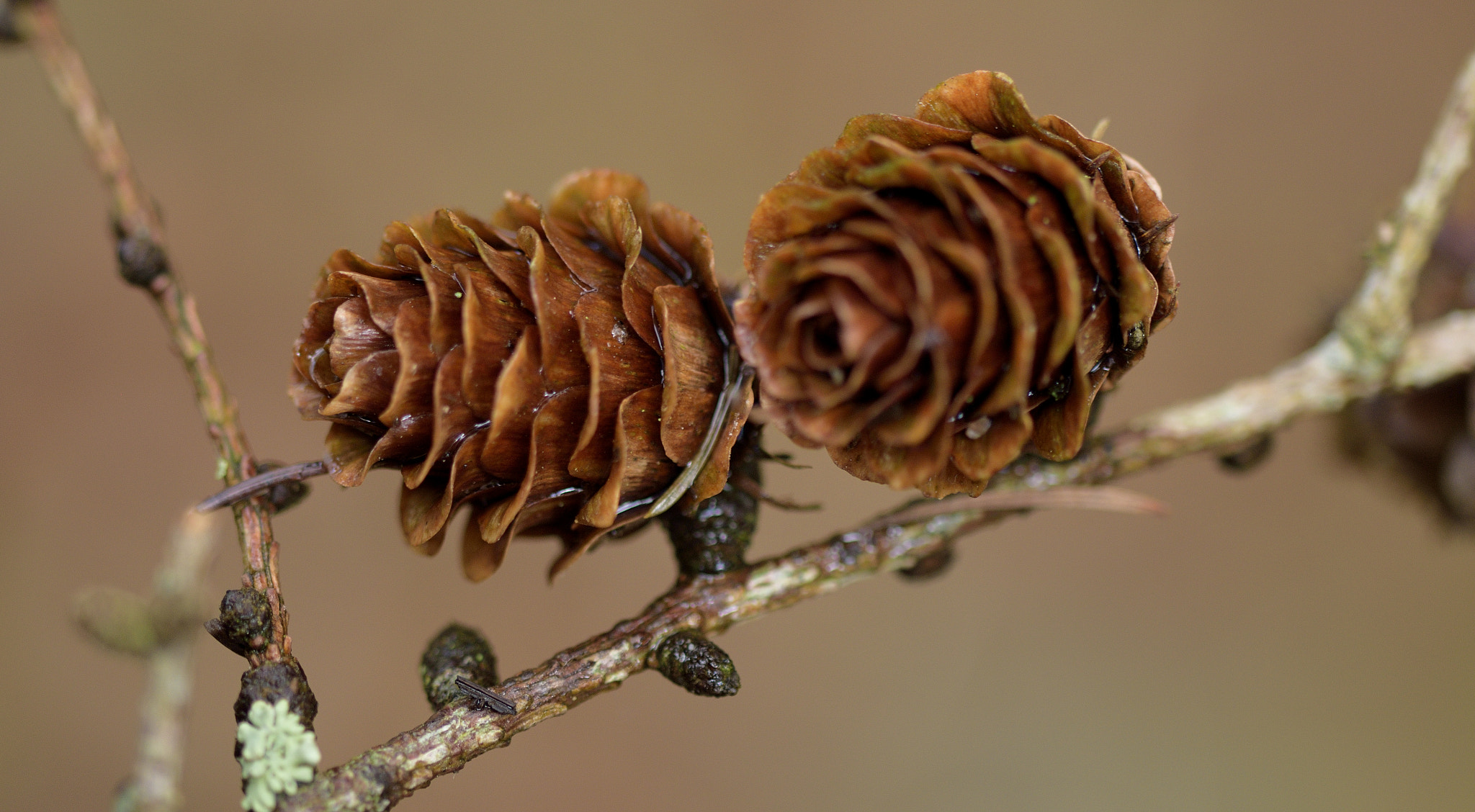 Sigma 105mm F2.8 EX DG OS HSM sample photo. Cones photography