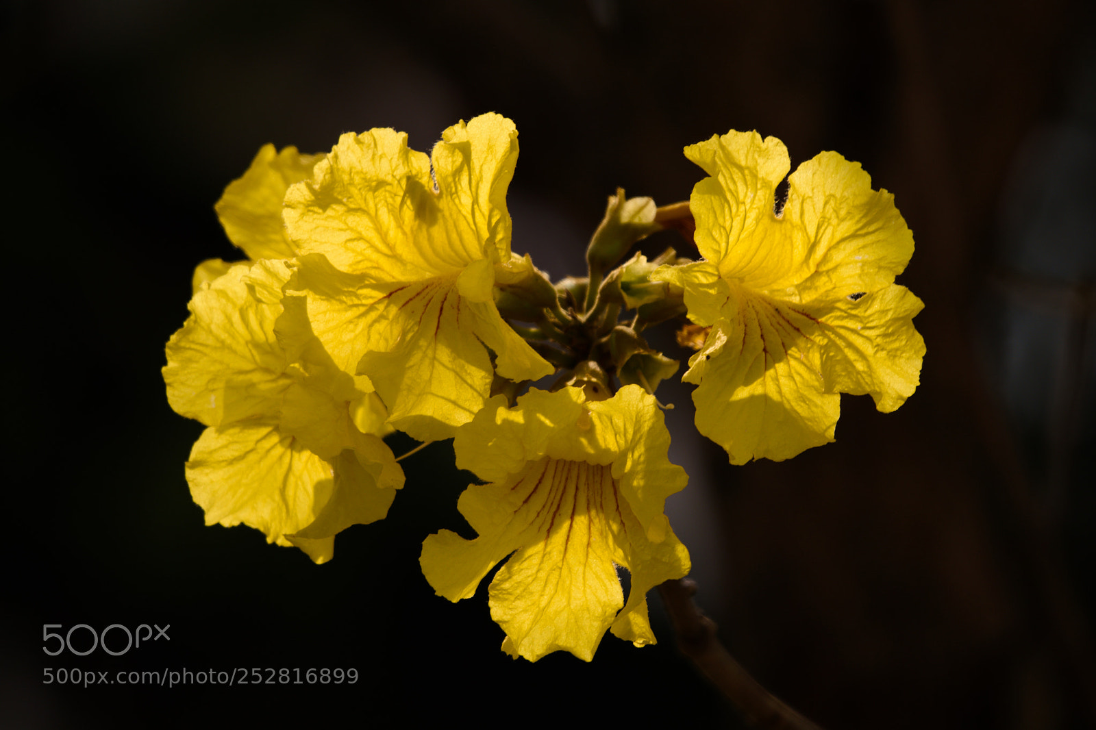 Nikon D7200 sample photo. Flowers photography