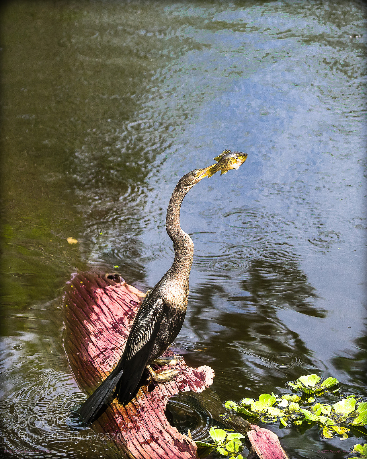 Sony a7 sample photo. Do you think any photography