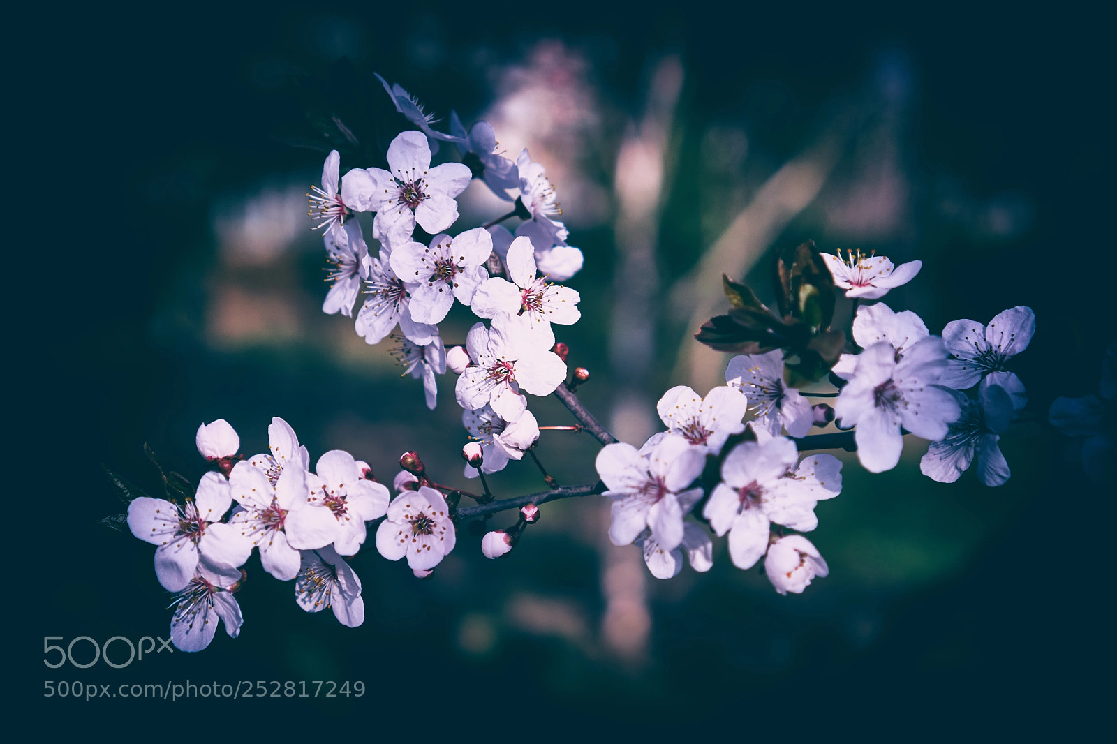 Sony a6000 sample photo. Blossom photography