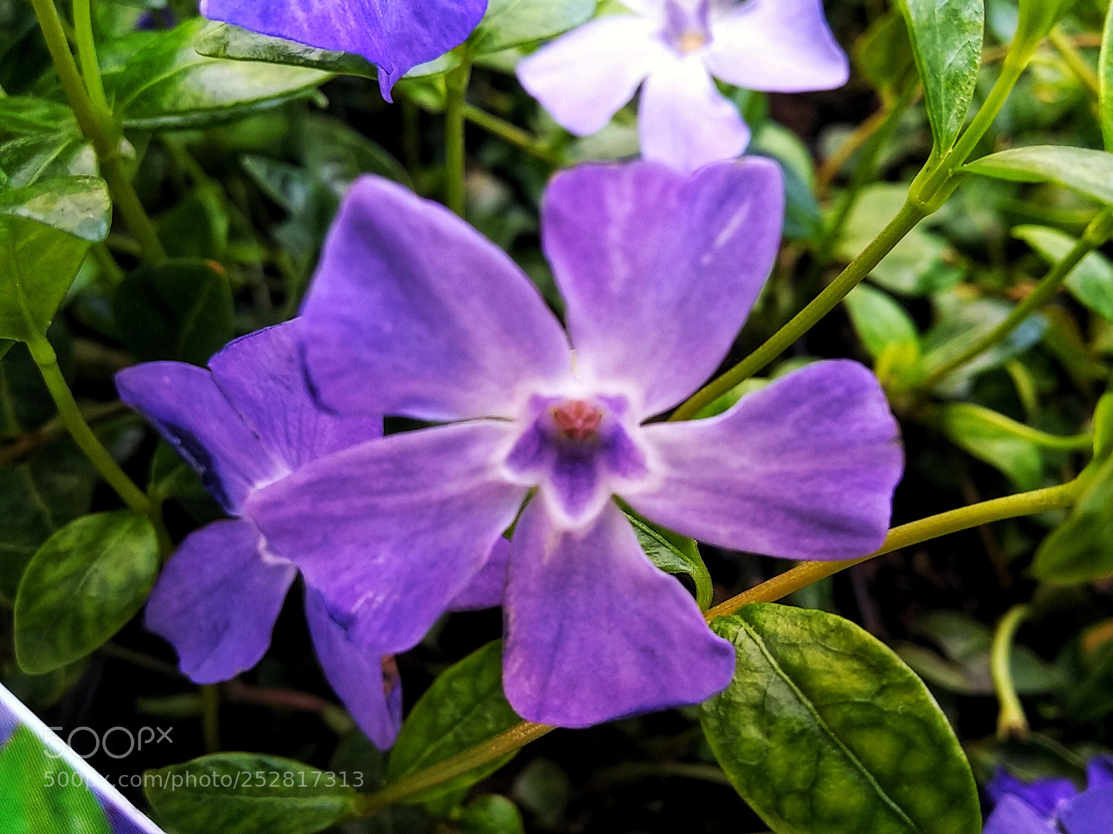 LG G3 sample photo. Flowerina photography