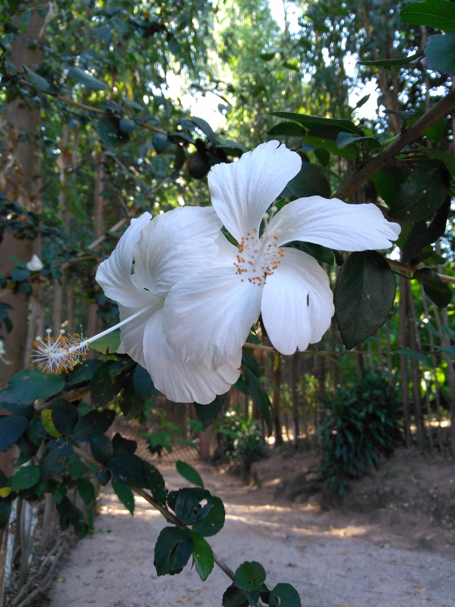Motorola Moto G Play sample photo