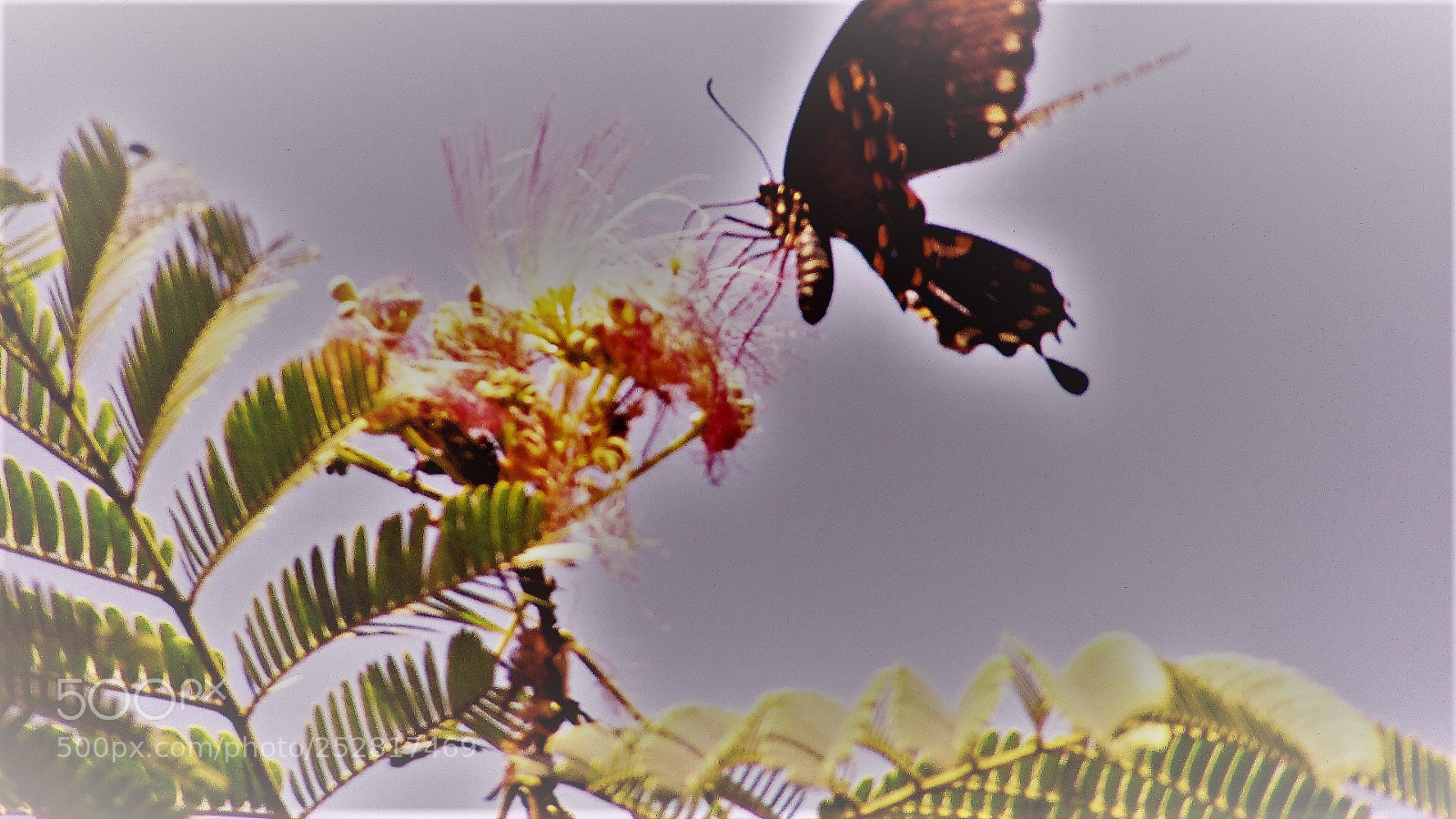 Canon PowerShot SX400 IS sample photo. The butterfly effect photography