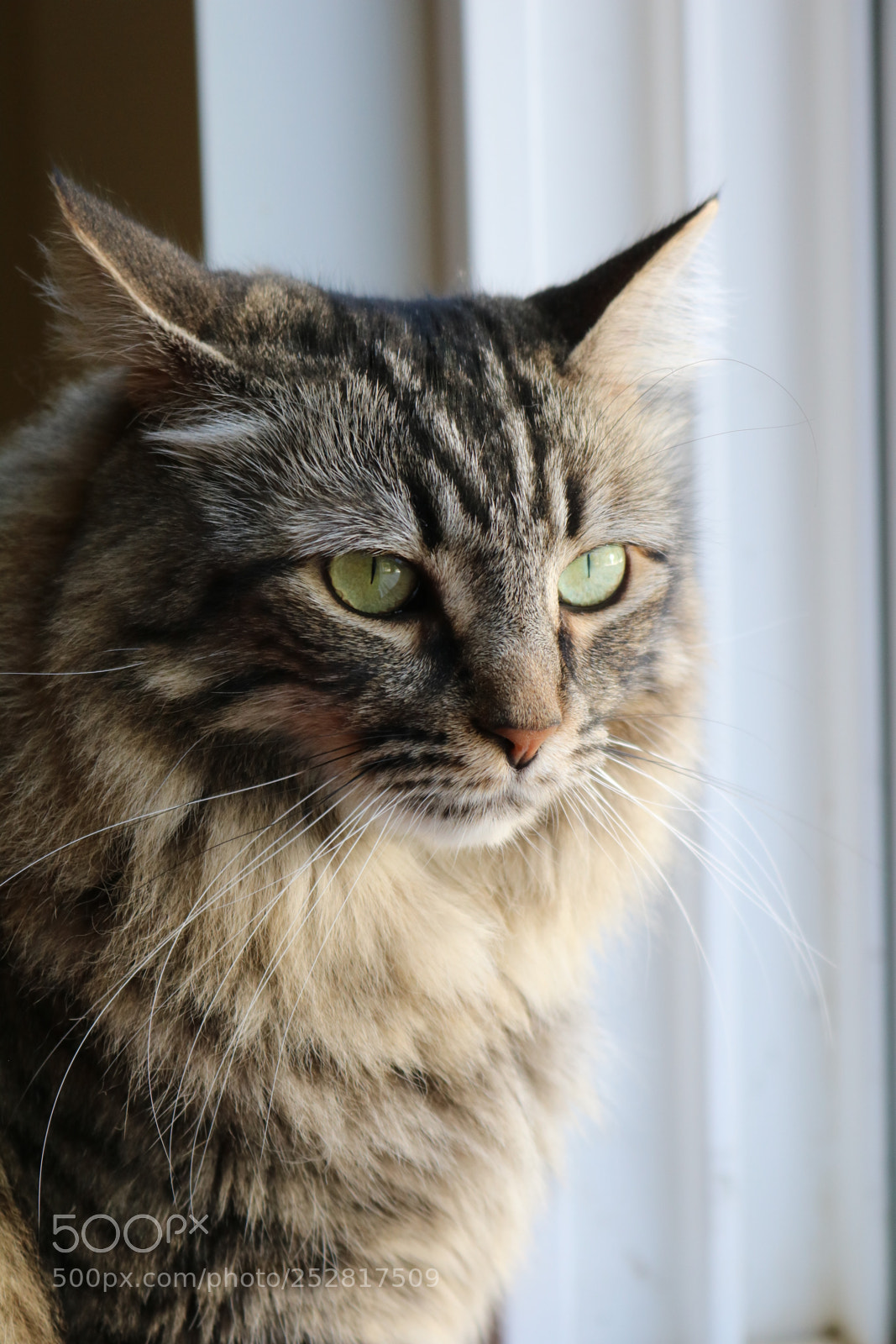 Canon EOS 750D (EOS Rebel T6i / EOS Kiss X8i) sample photo. Crash the cat photography