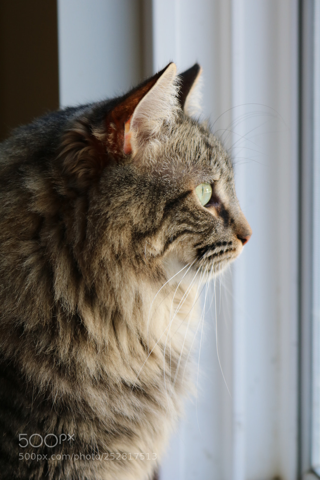 Canon EOS 750D (EOS Rebel T6i / EOS Kiss X8i) sample photo. Crash the cat photography