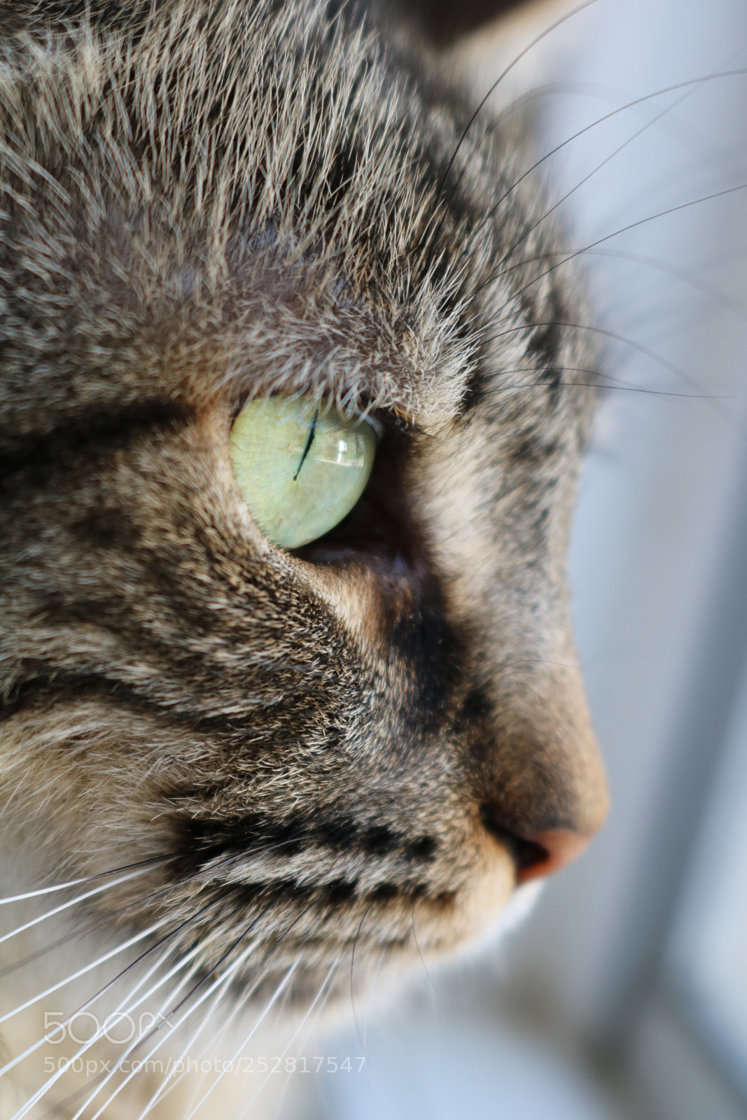 Canon EOS 750D (EOS Rebel T6i / EOS Kiss X8i) sample photo. Crash the cat photography