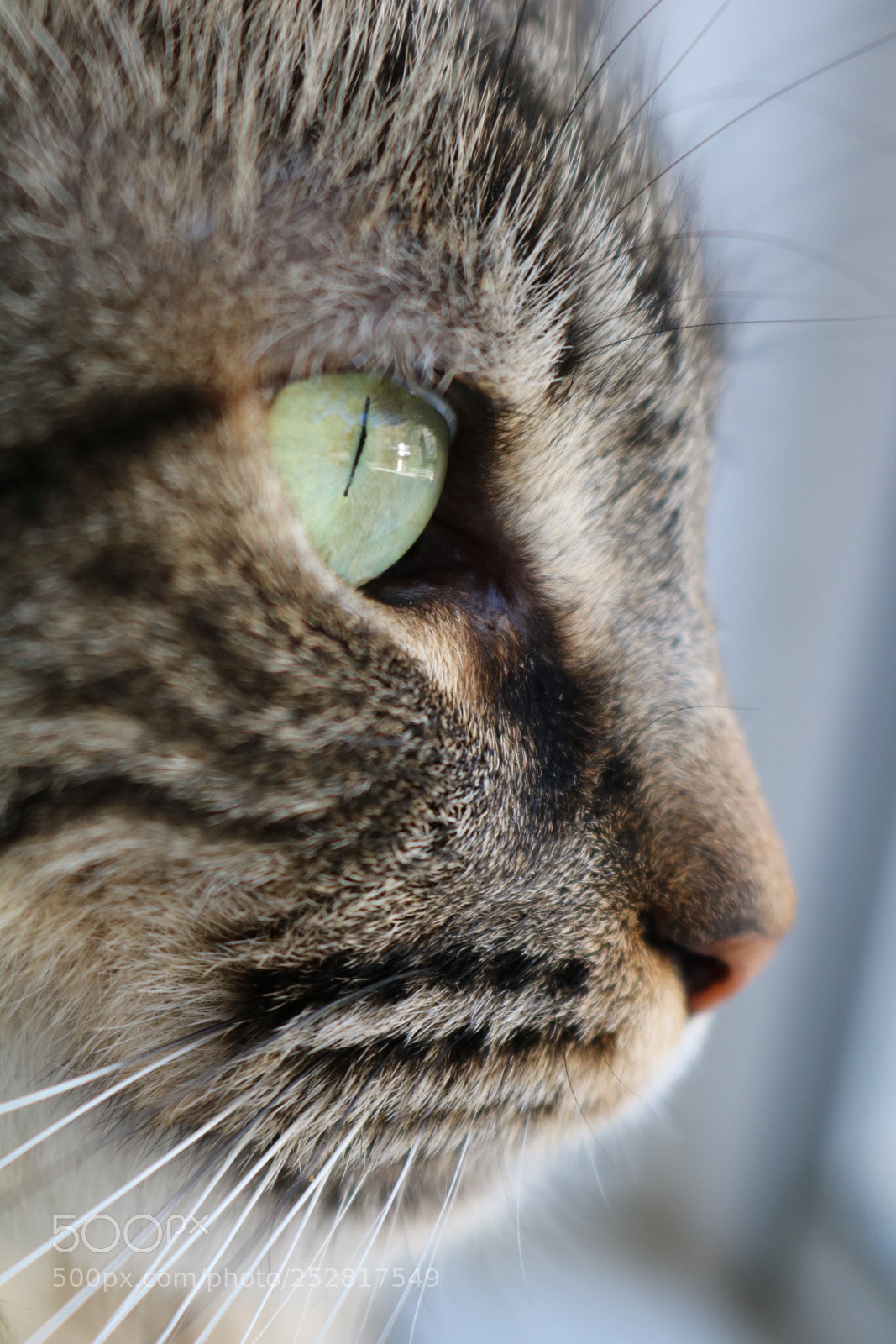 Canon EOS 750D (EOS Rebel T6i / EOS Kiss X8i) sample photo. Crash the cat photography