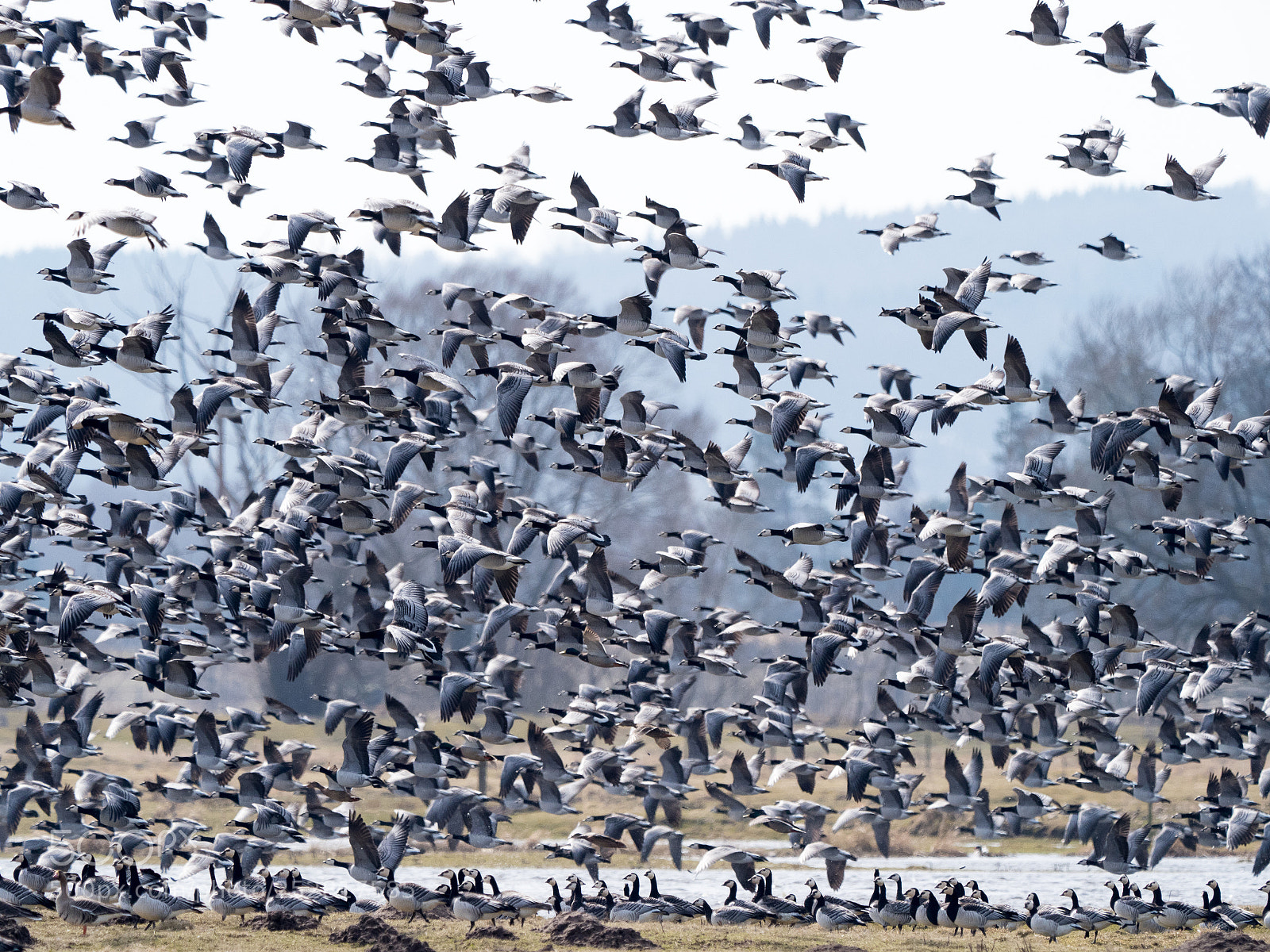 Olympus OM-D E-M1 Mark II sample photo. Barnacle geese photography