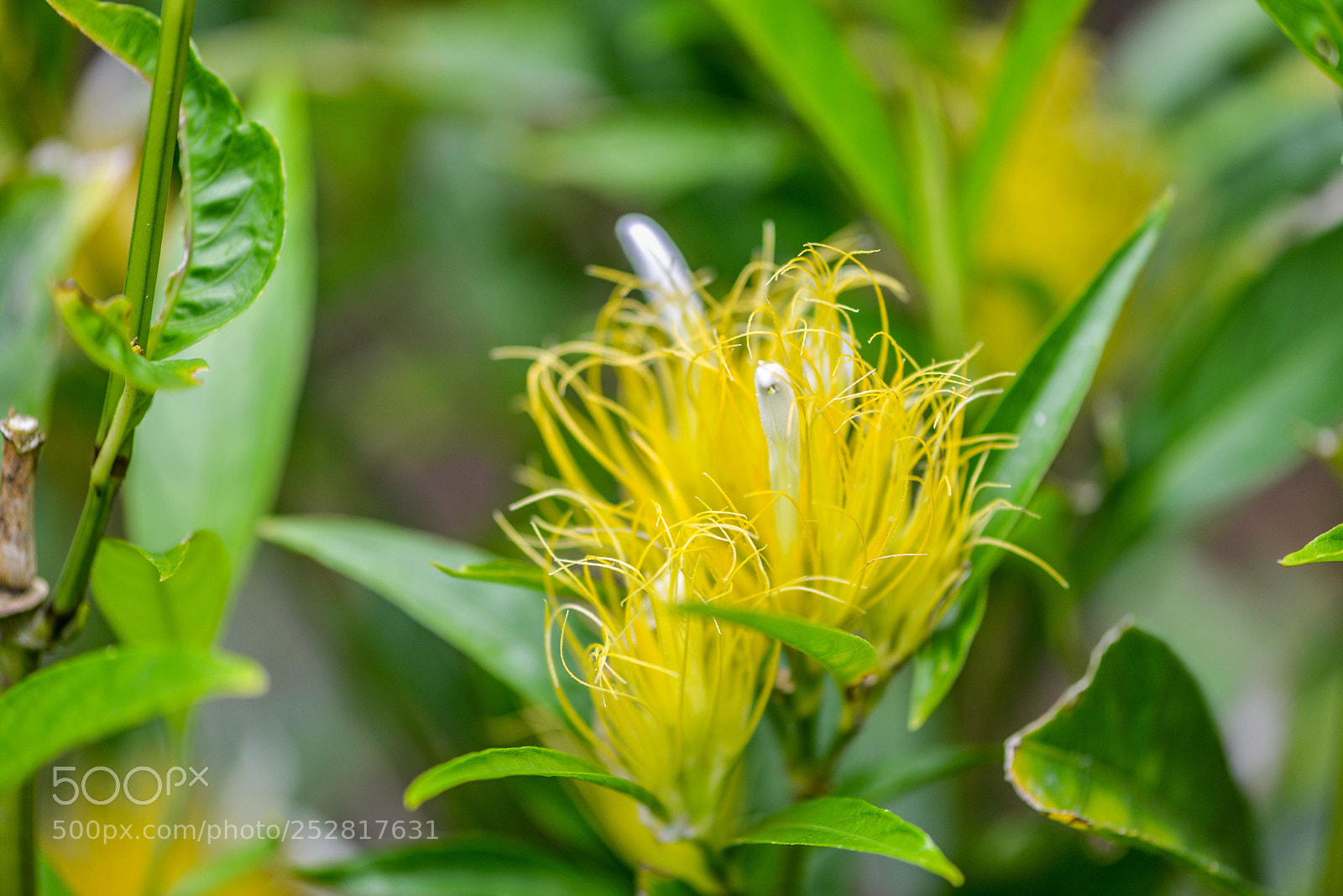 Nikon D610 sample photo. Colombian exotic yellow flower photography