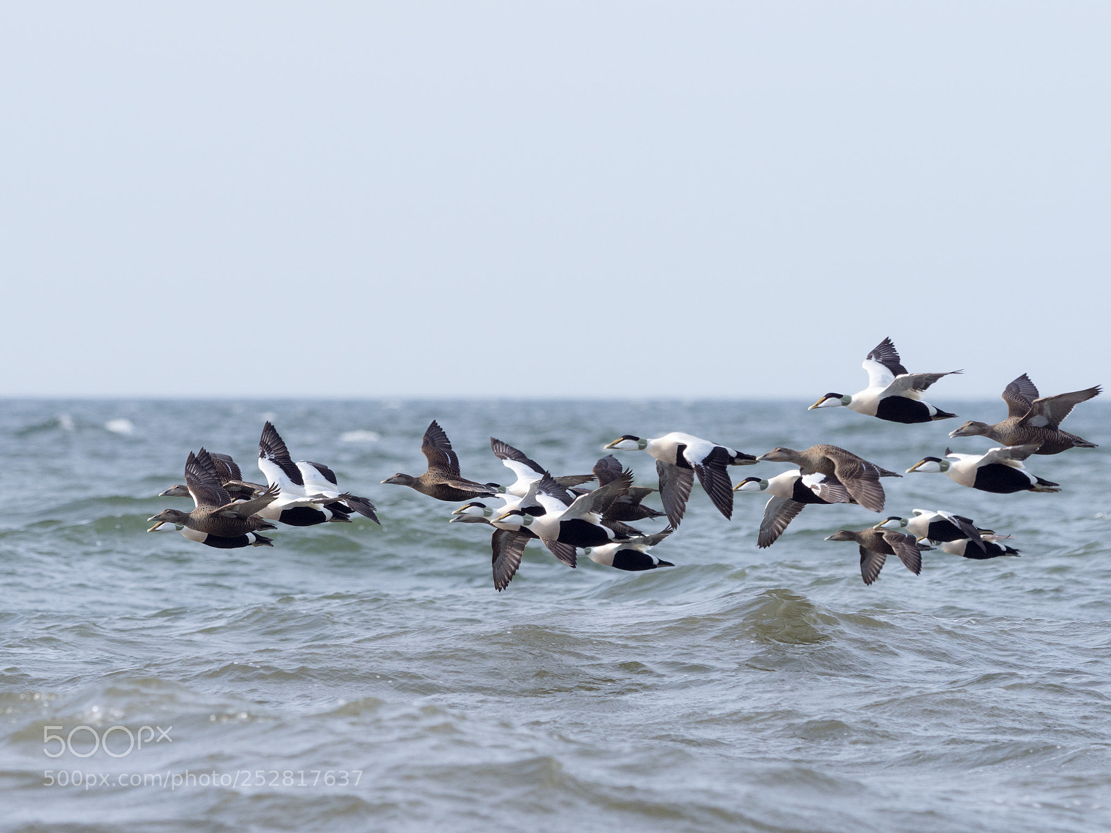 Olympus OM-D E-M1 Mark II sample photo. Eiders photography