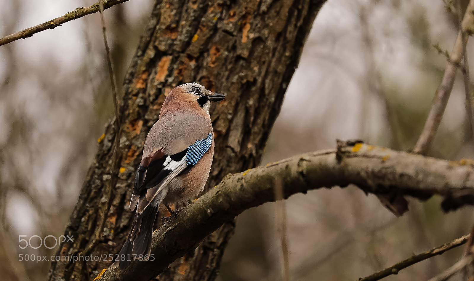 Canon EOS 5D Mark IV sample photo. Untitled photography