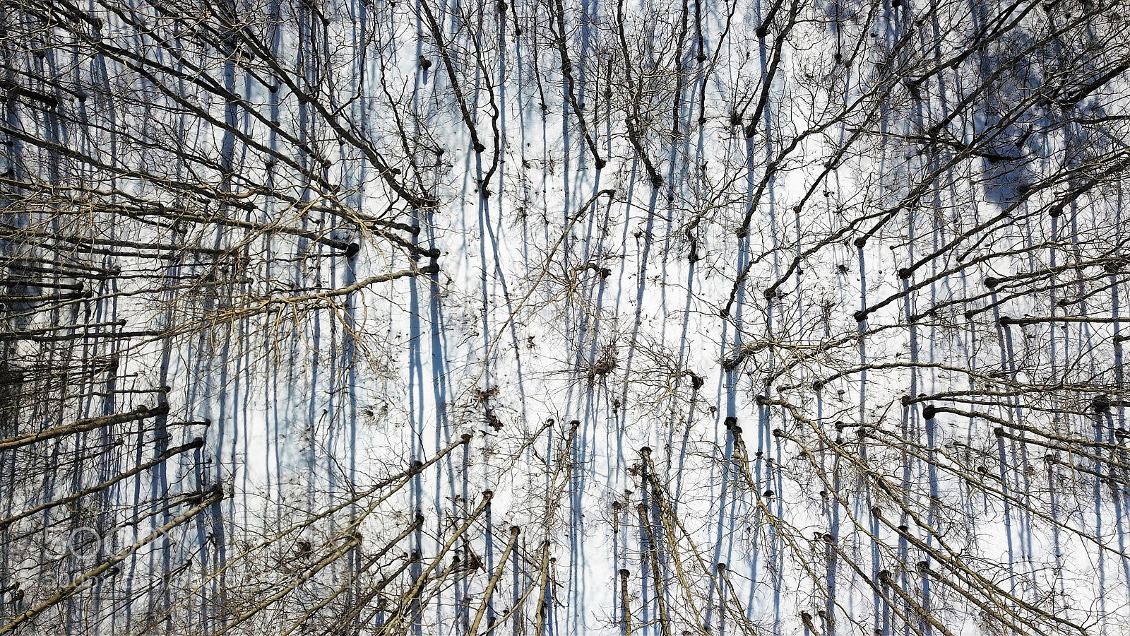 DJI FC220 sample photo. Beyond the tree line photography