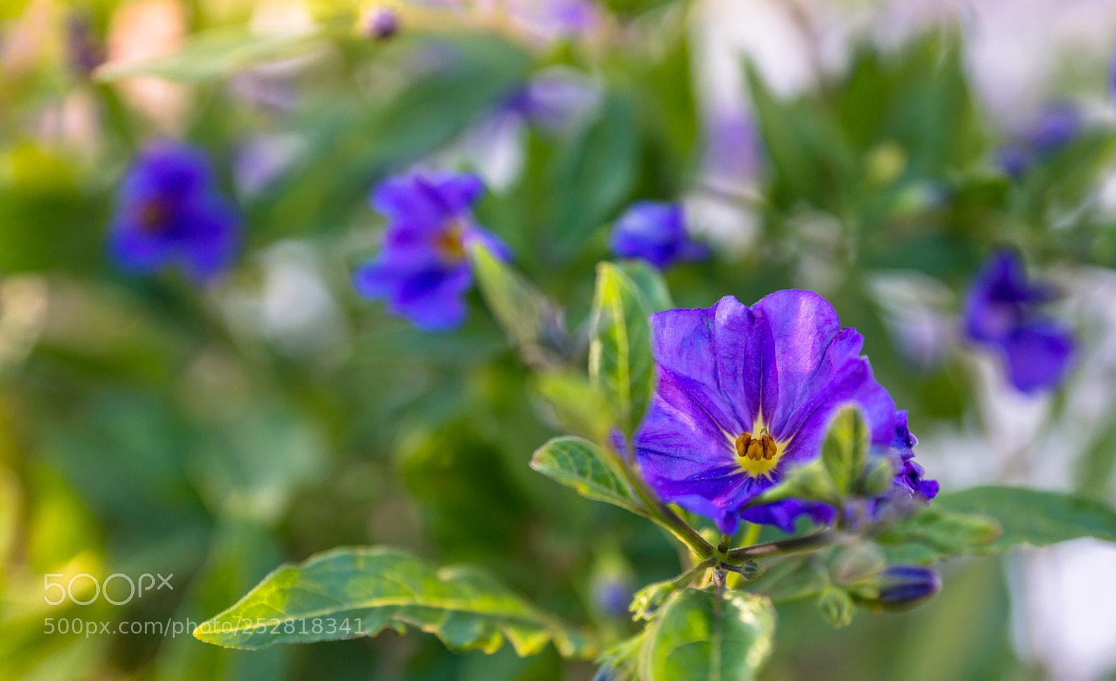 Sony SLT-A77 sample photo. Solano de flor azul photography