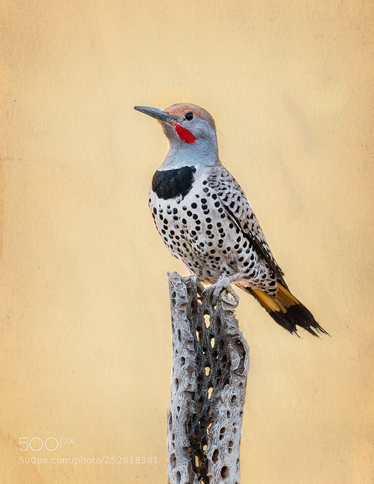 Canon EOS 70D sample photo. Gilded flicker photography