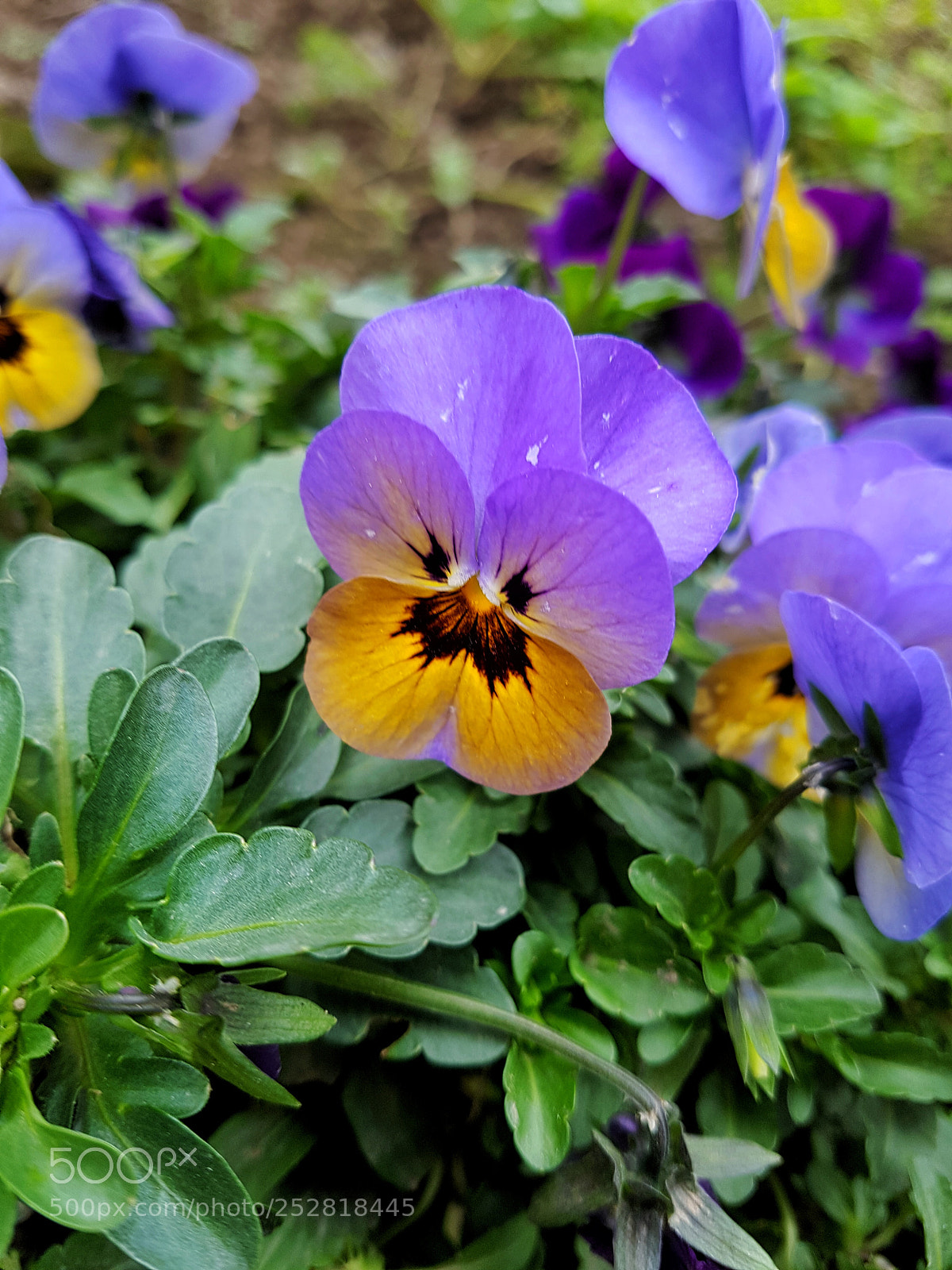 Samsung Galaxy S7 Edge sample photo. Untitled photography