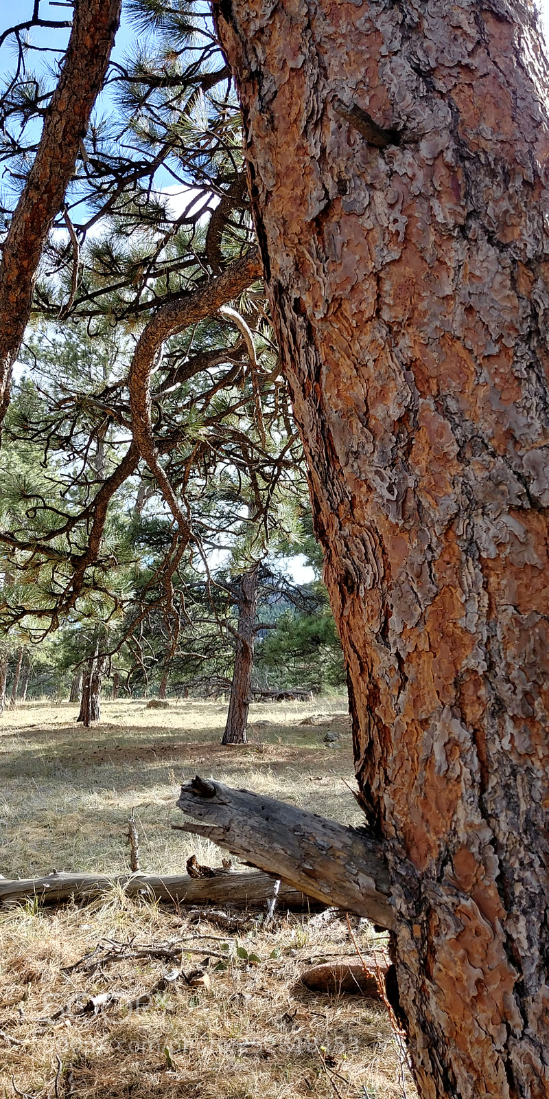 LG G6 sample photo. Untitled photography