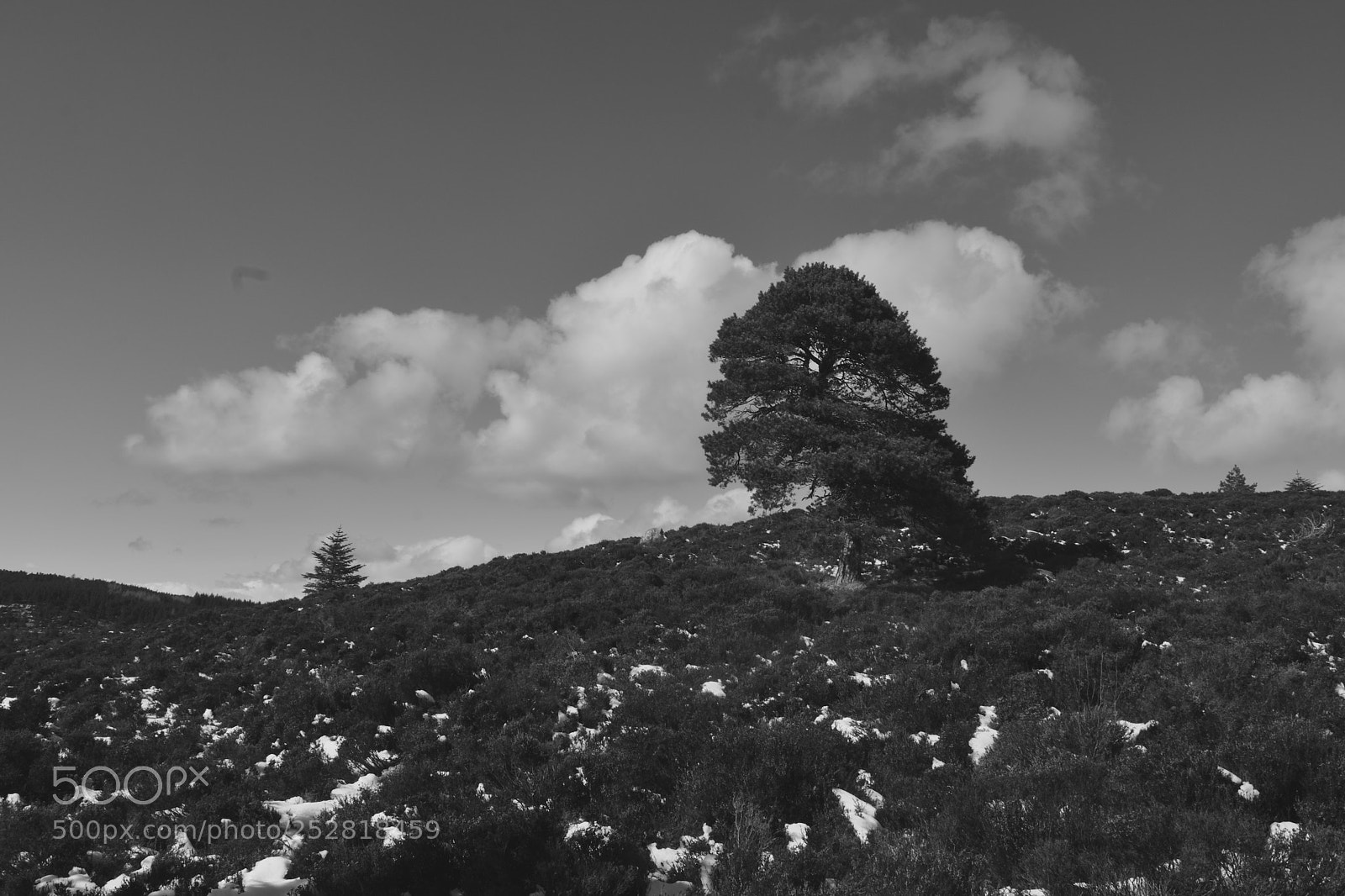 Nikon D3300 sample photo. Lonely tree photography